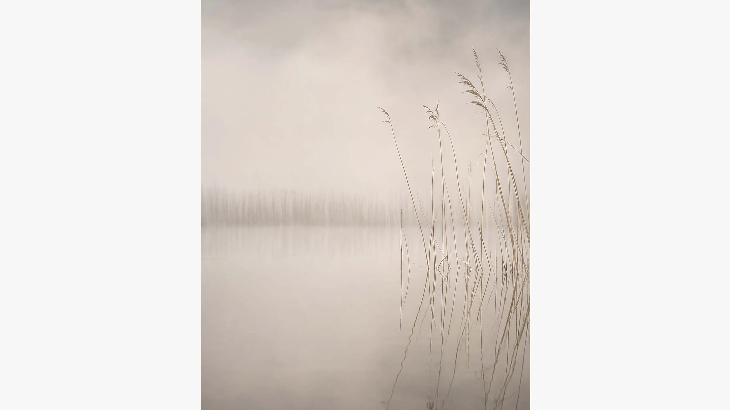 Morning Reed crop.jpg
