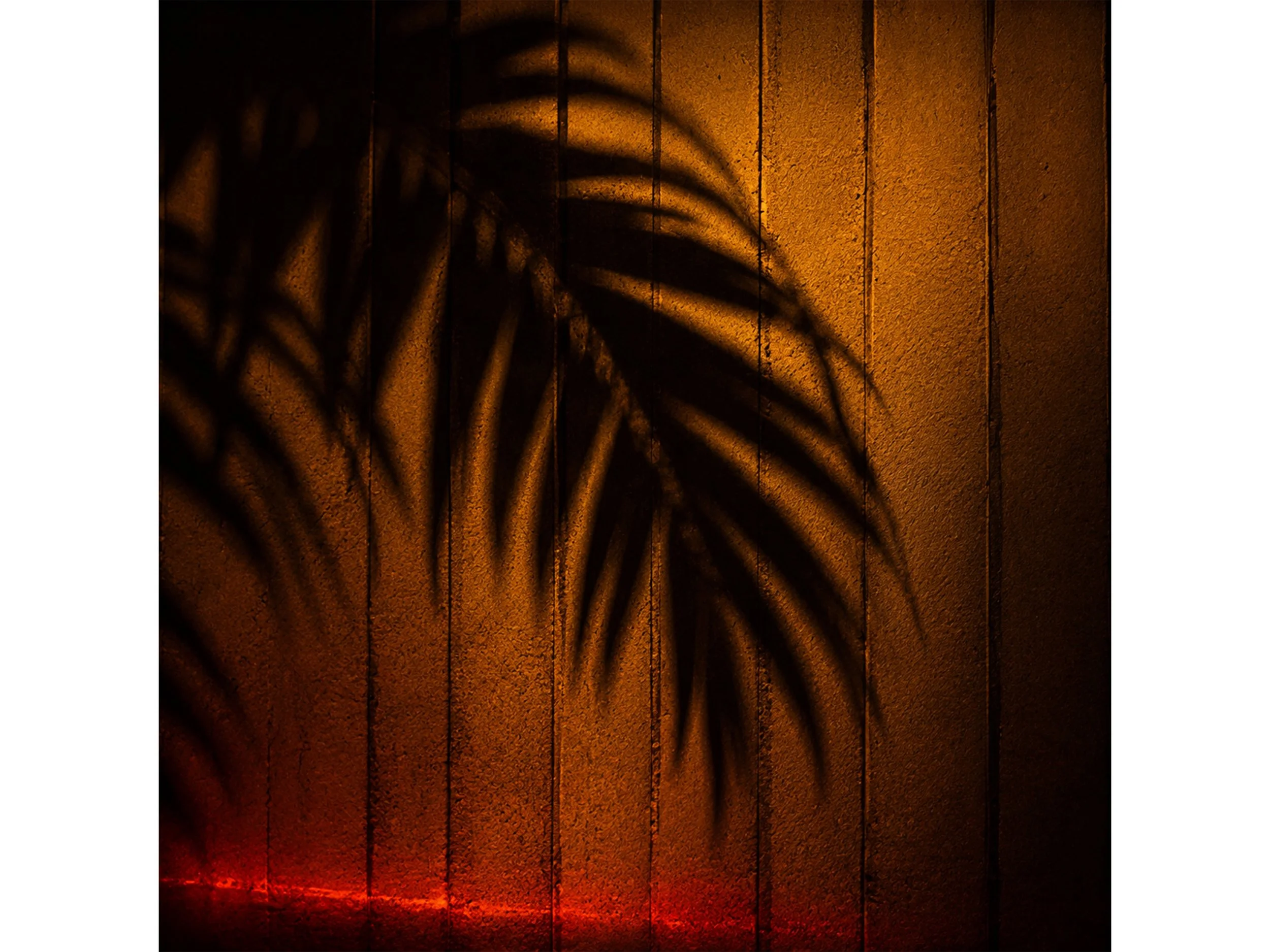 Palm Shadow _ Las Vegas No.12 - crop.jpg