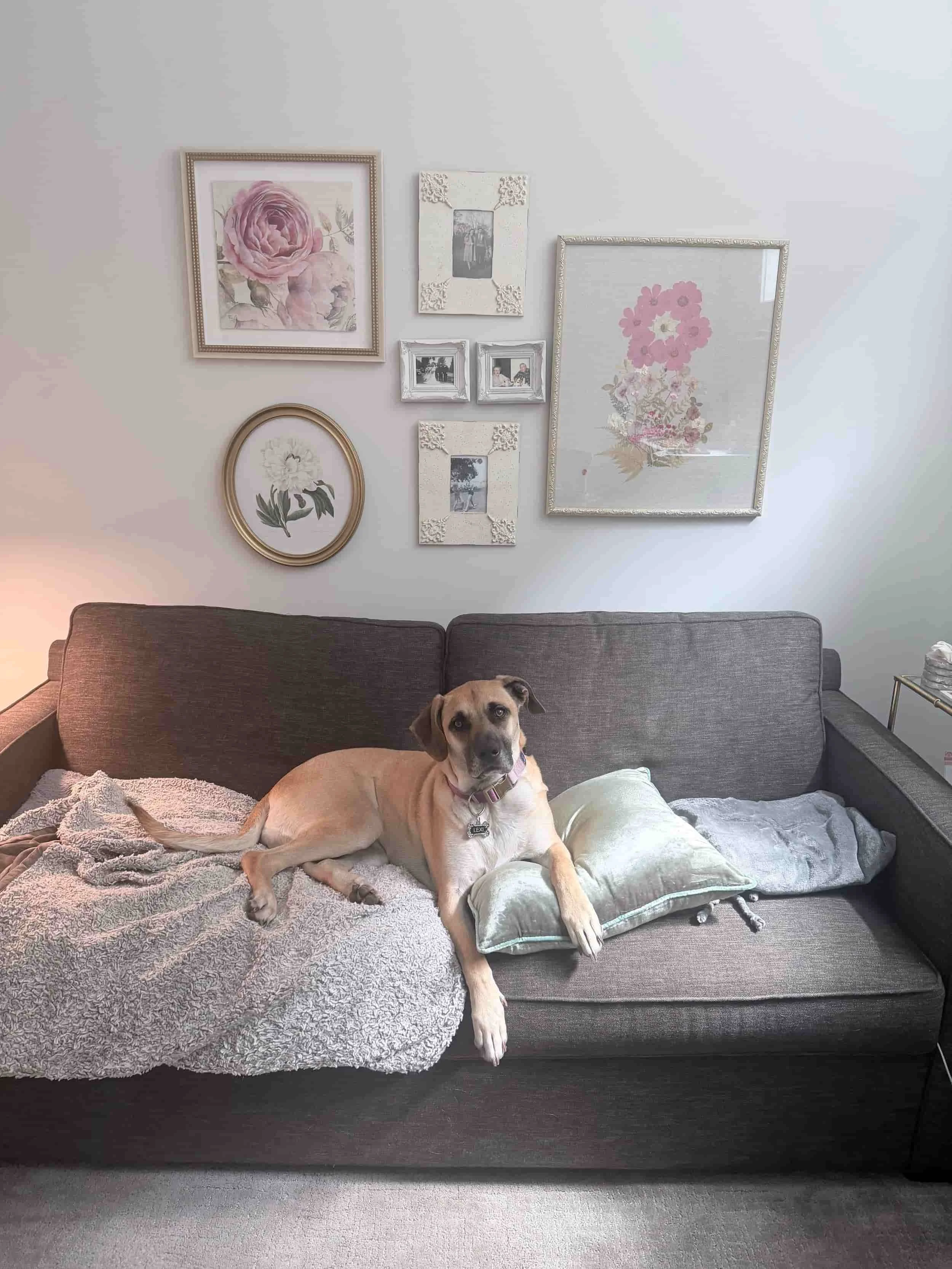 A tan dog lying on a gray sofa in front of a wall decorated with various framed pictures.