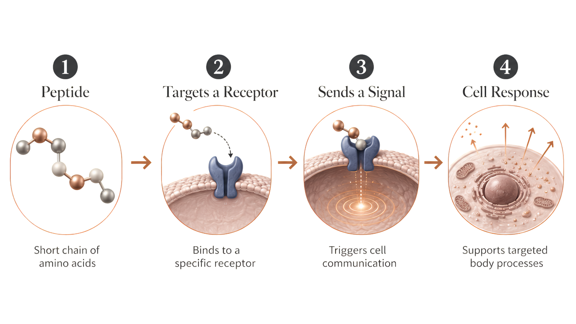 Diagram illustrating the process of neurotransmitter signaling: 1. Peptide short-chain amino acids, 2. Targets a receptor, 3. Sends a signal, 4. Cell response with supported cell and body processes.