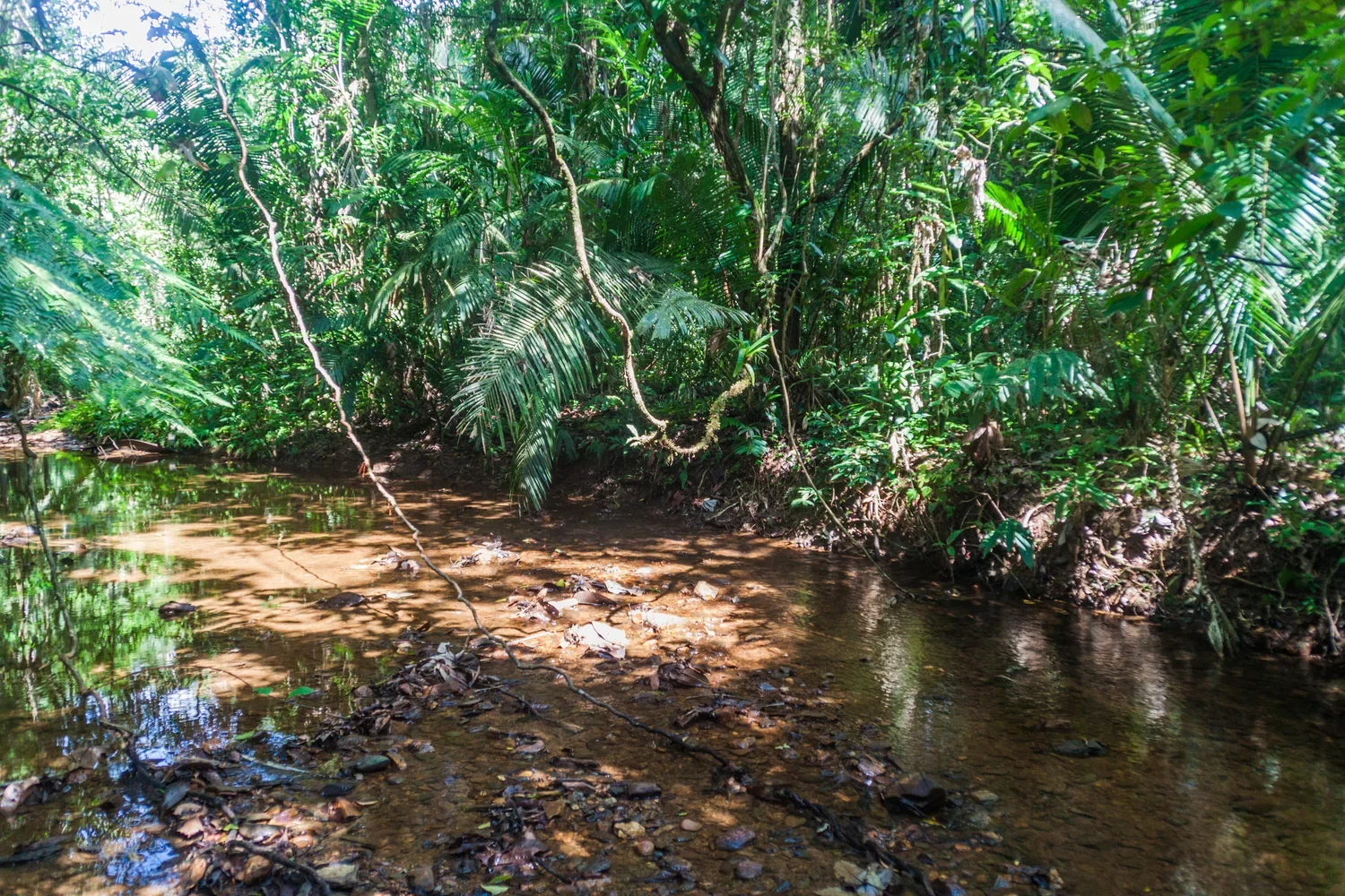 A tropical rainforest scene with lush green foliage and a shallow stream flowing through the forest floor.