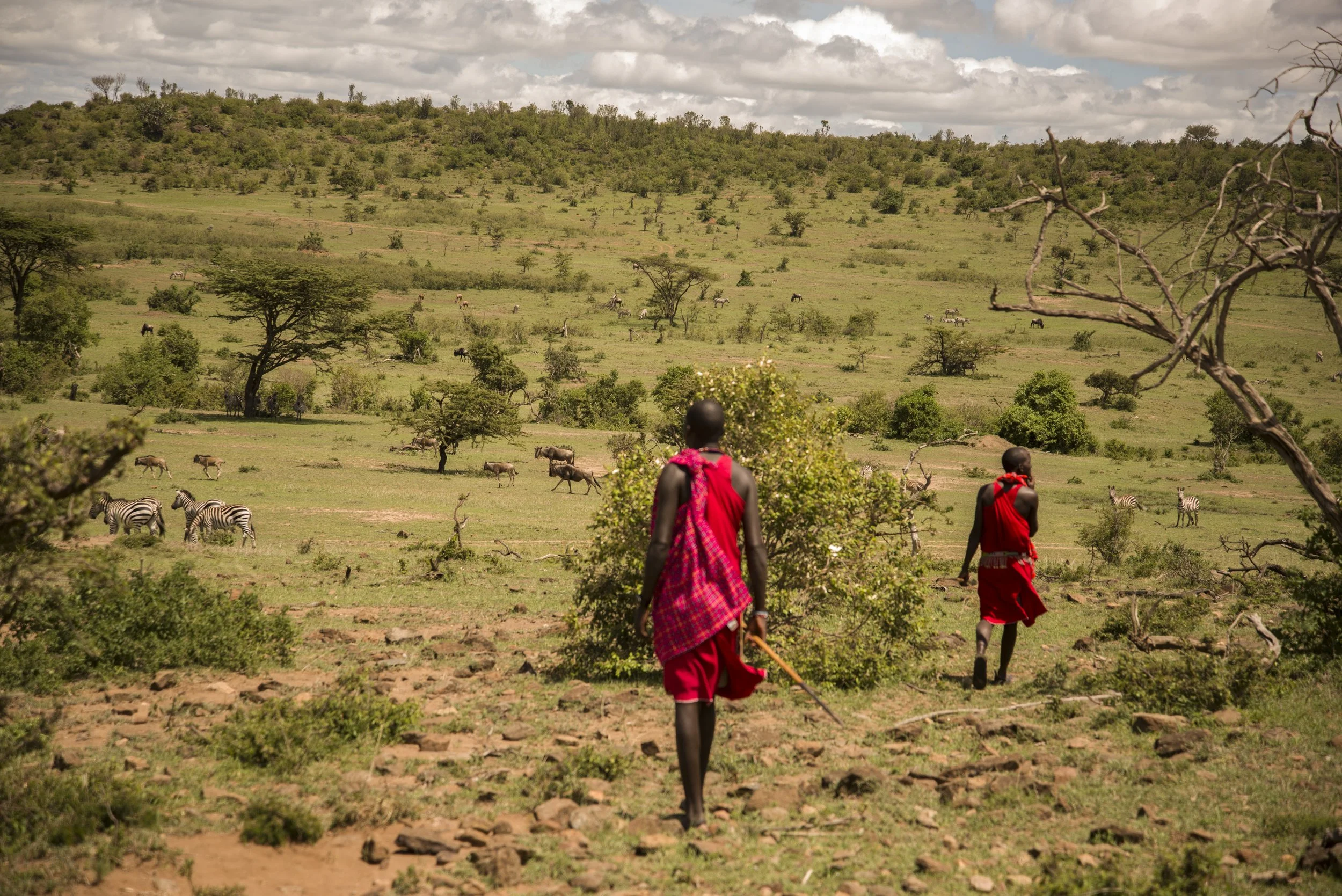 Two Maasai people walking in a grassy savannah with scattered trees, zebra and wildebeest grazing in the distance, under a partly cloudy sky.