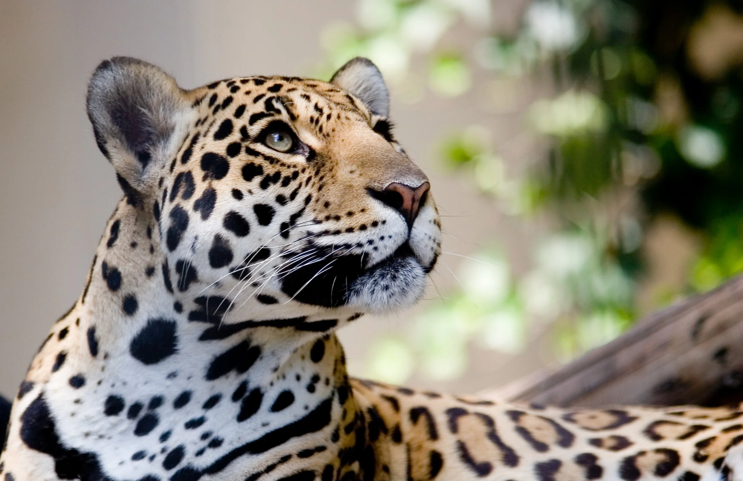 A close-up of a jaguar's face looking upward, with a blurred background of green leaves.