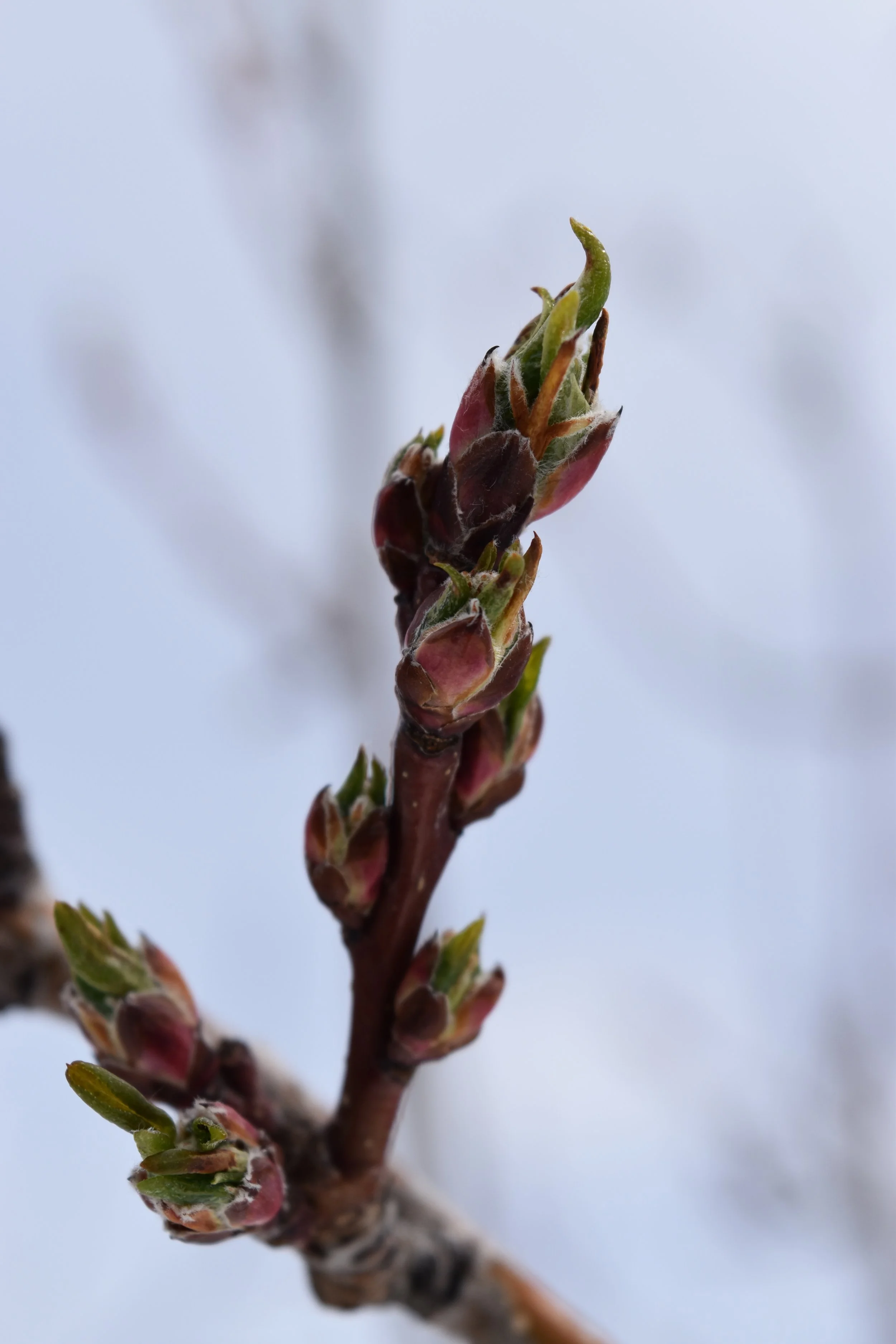 DSC_0139.jpeg