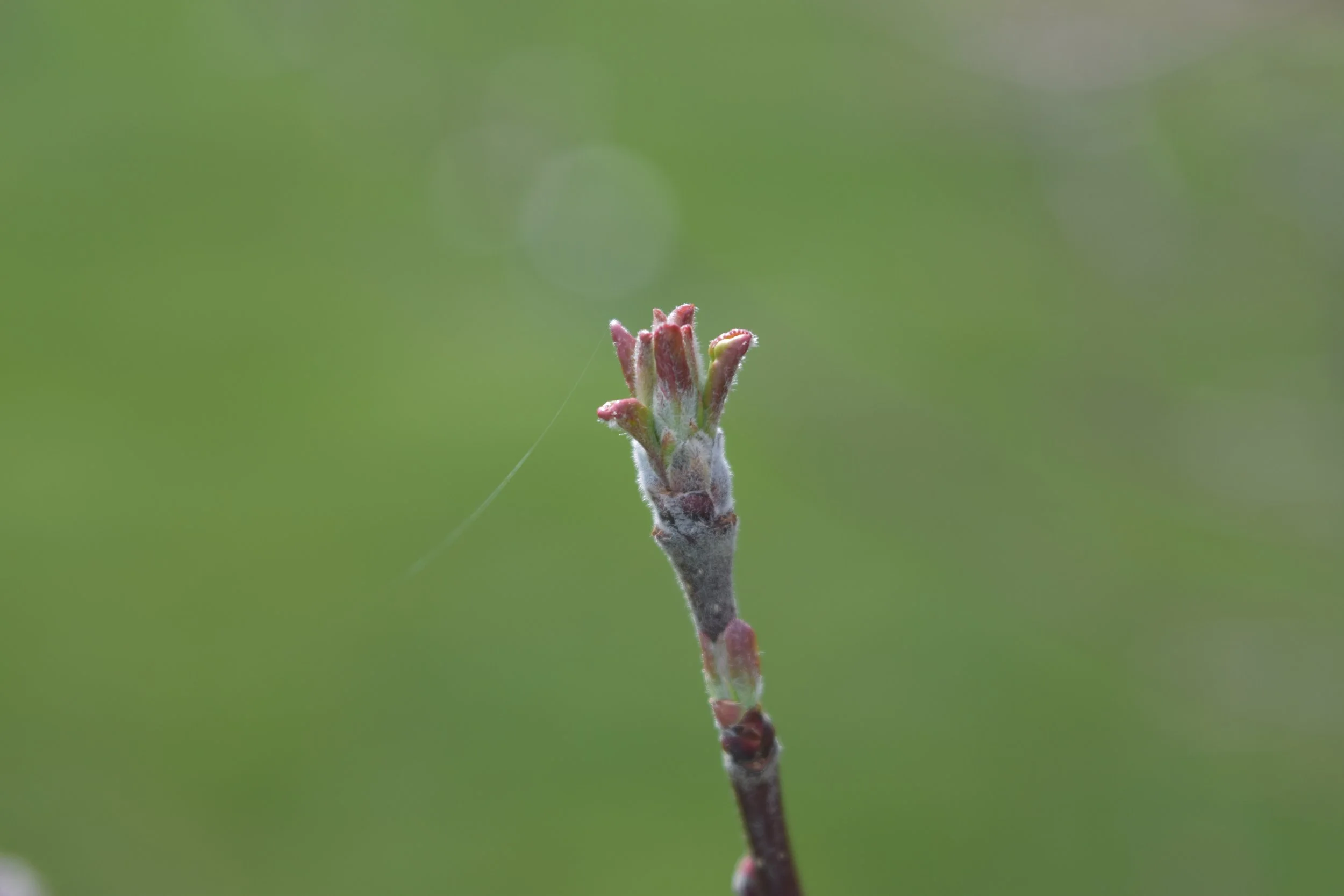DSC_0236.jpeg