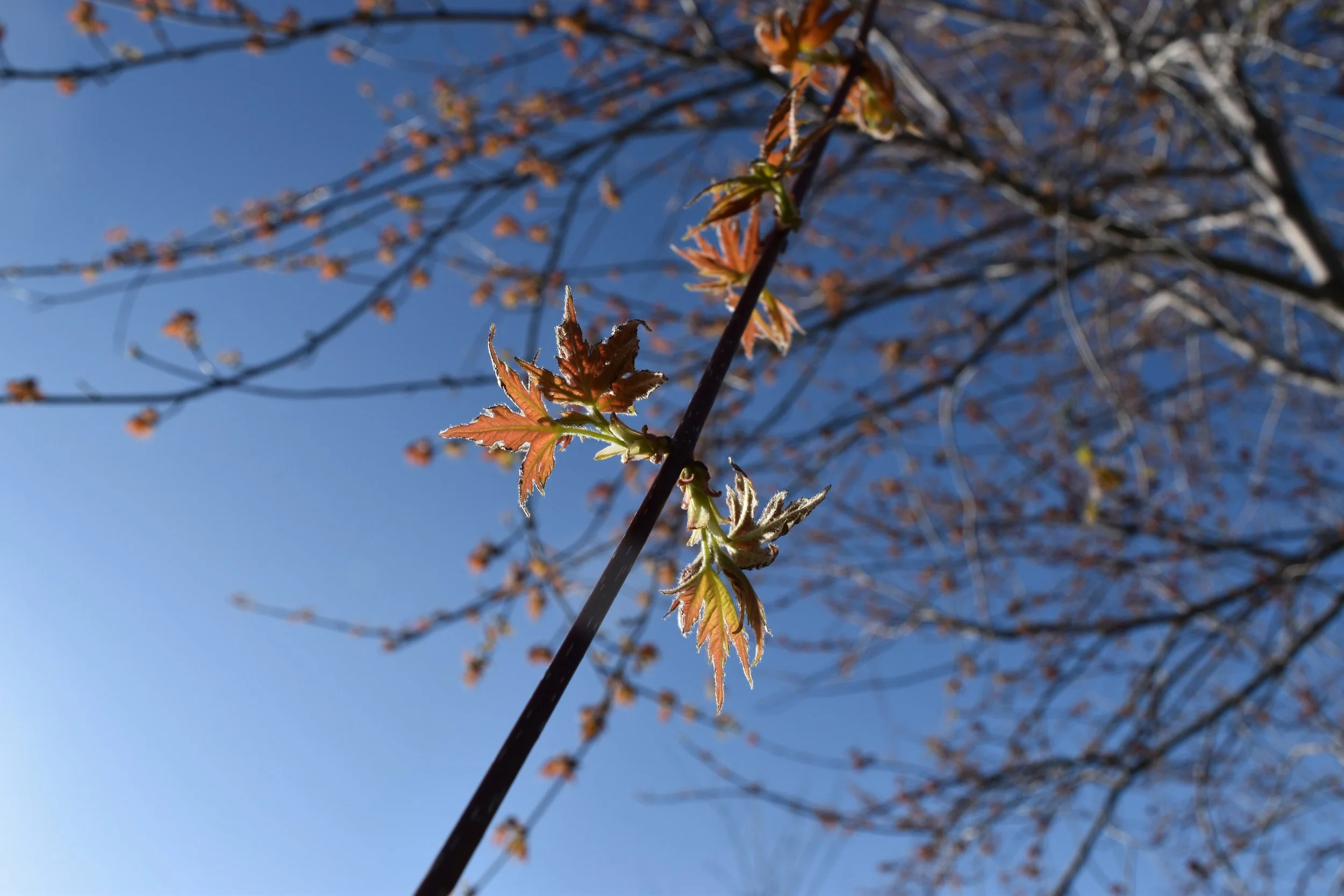 DSC_0279.jpeg