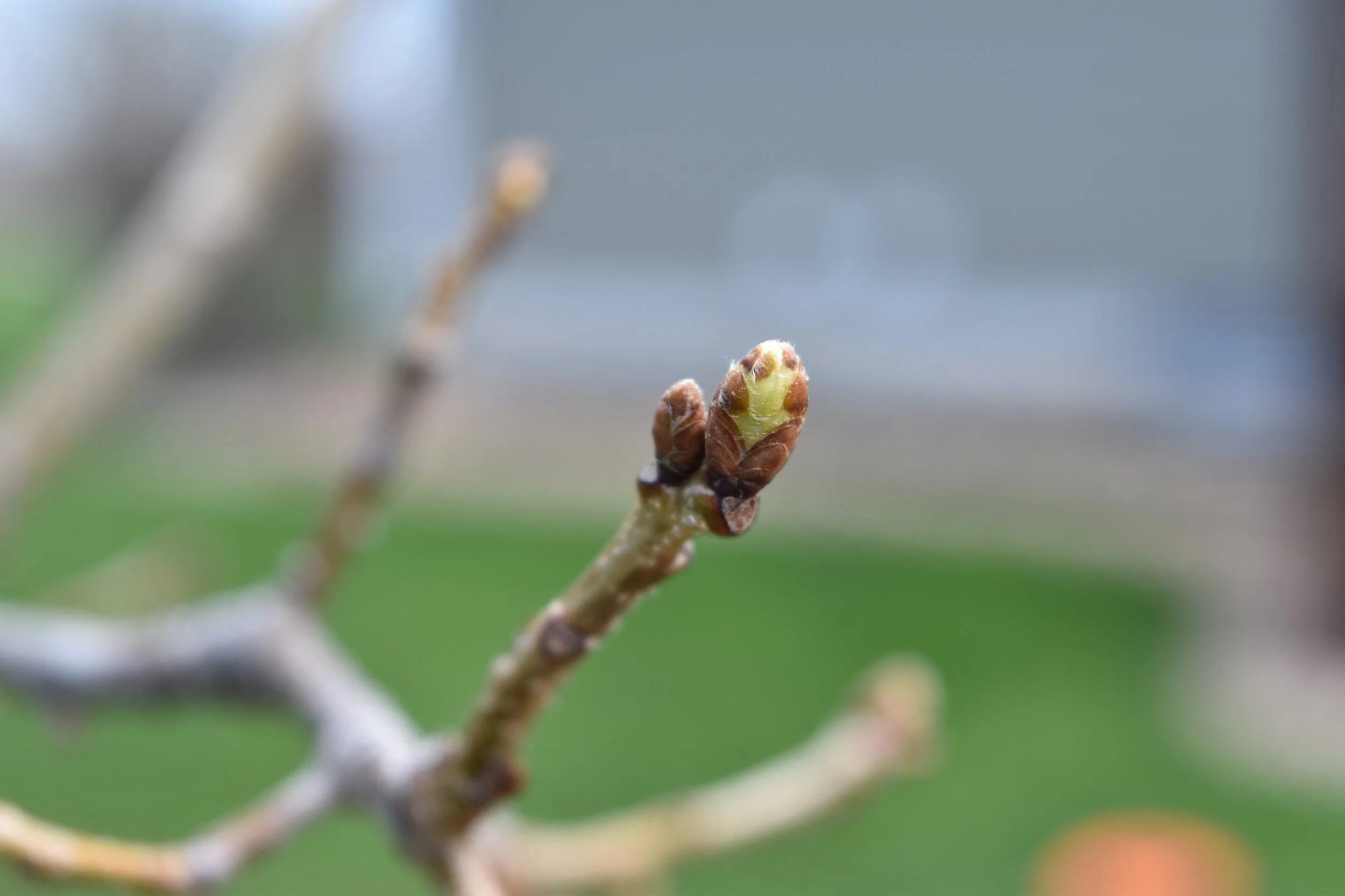 DSC_0442.jpeg
