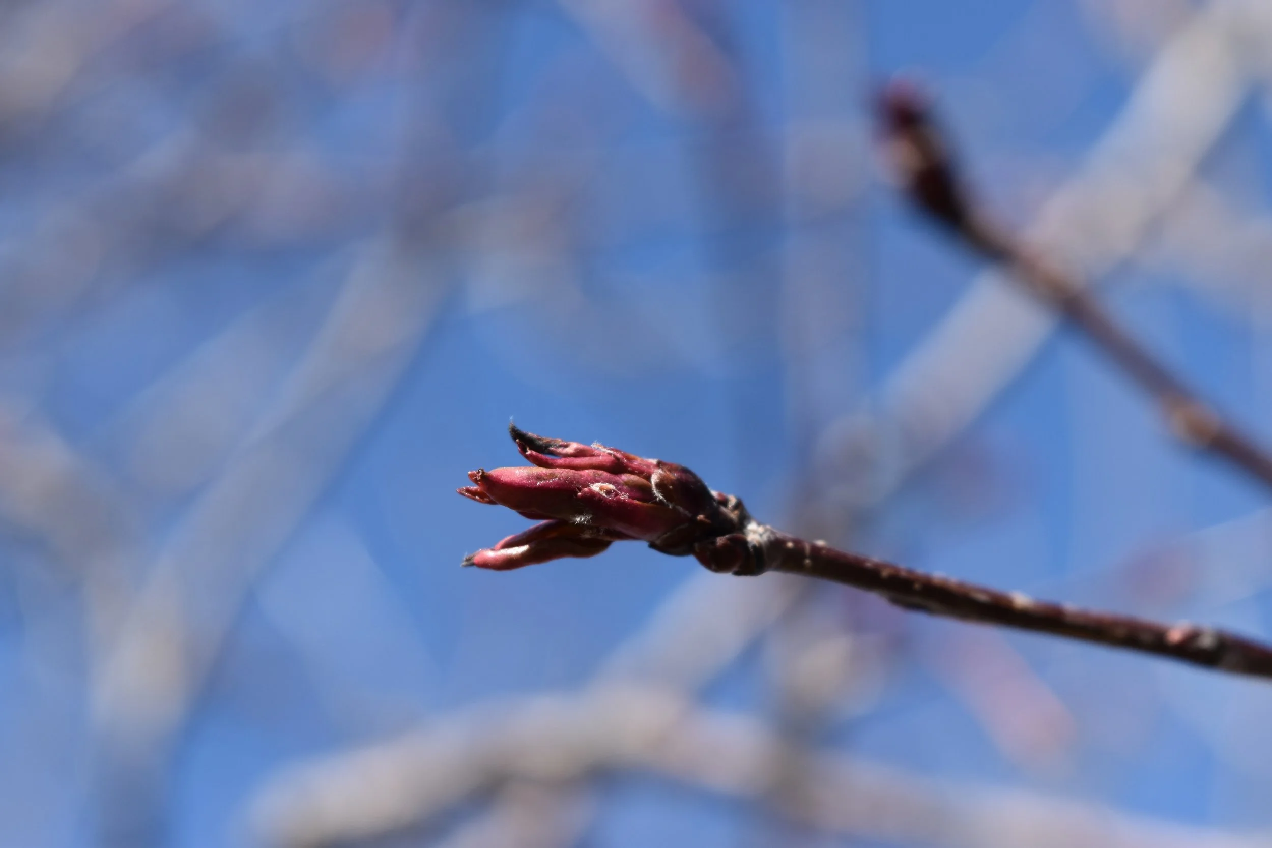 DSC_0077.jpeg