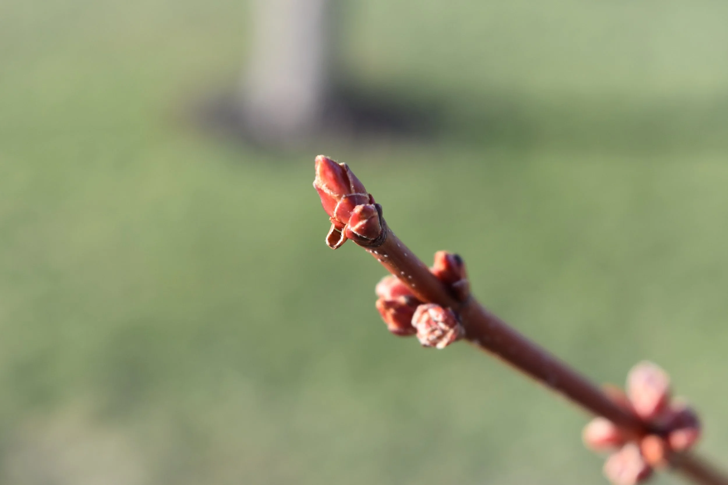 DSC_0380.jpeg