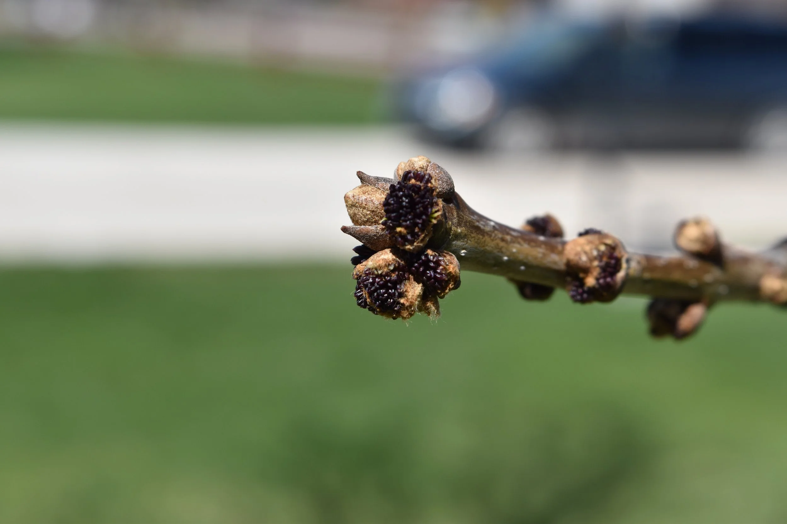 DSC_0417.jpeg