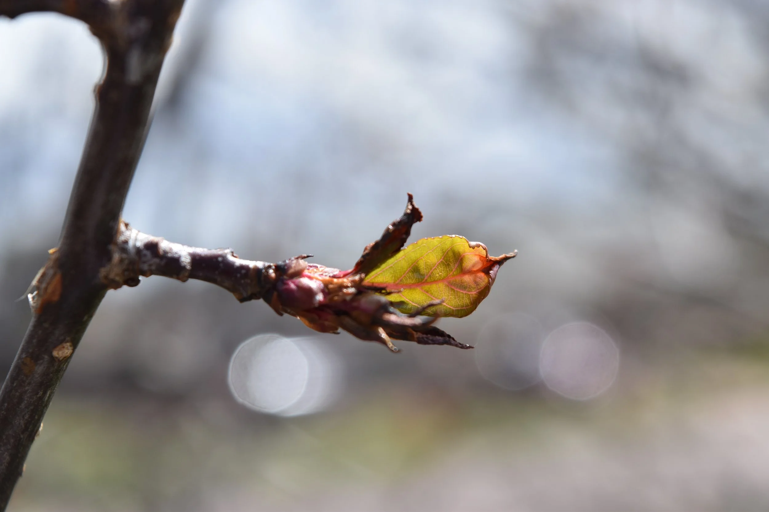 DSC_0104.jpeg