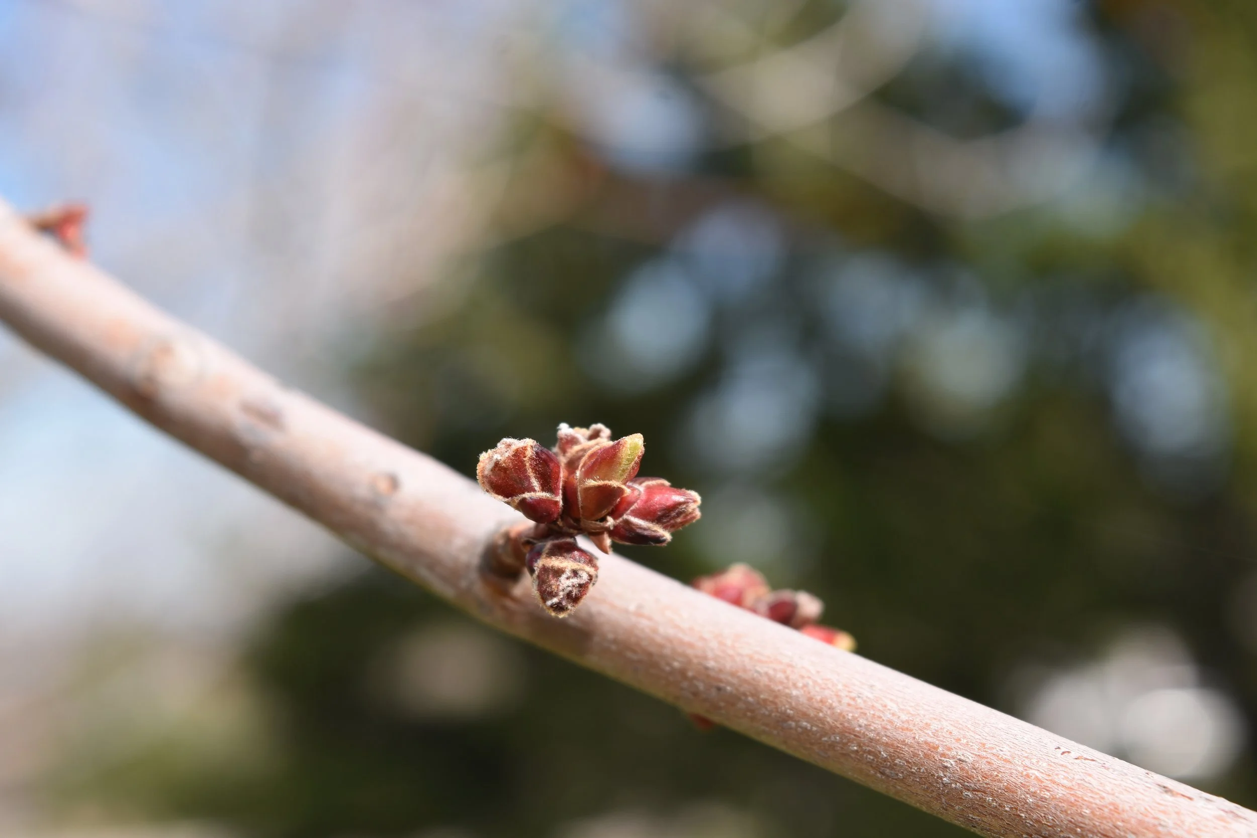 DSC_0074.jpeg