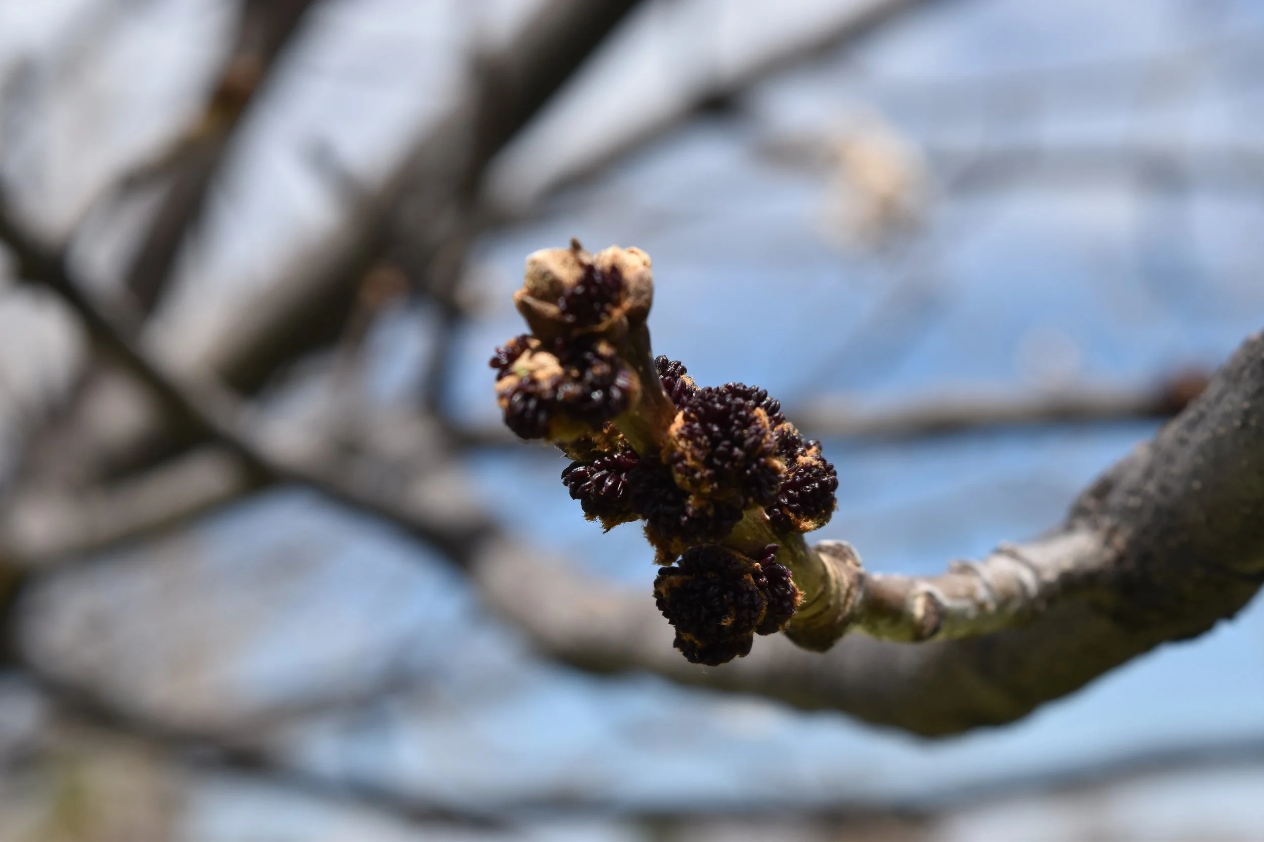 DSC_0466.jpeg