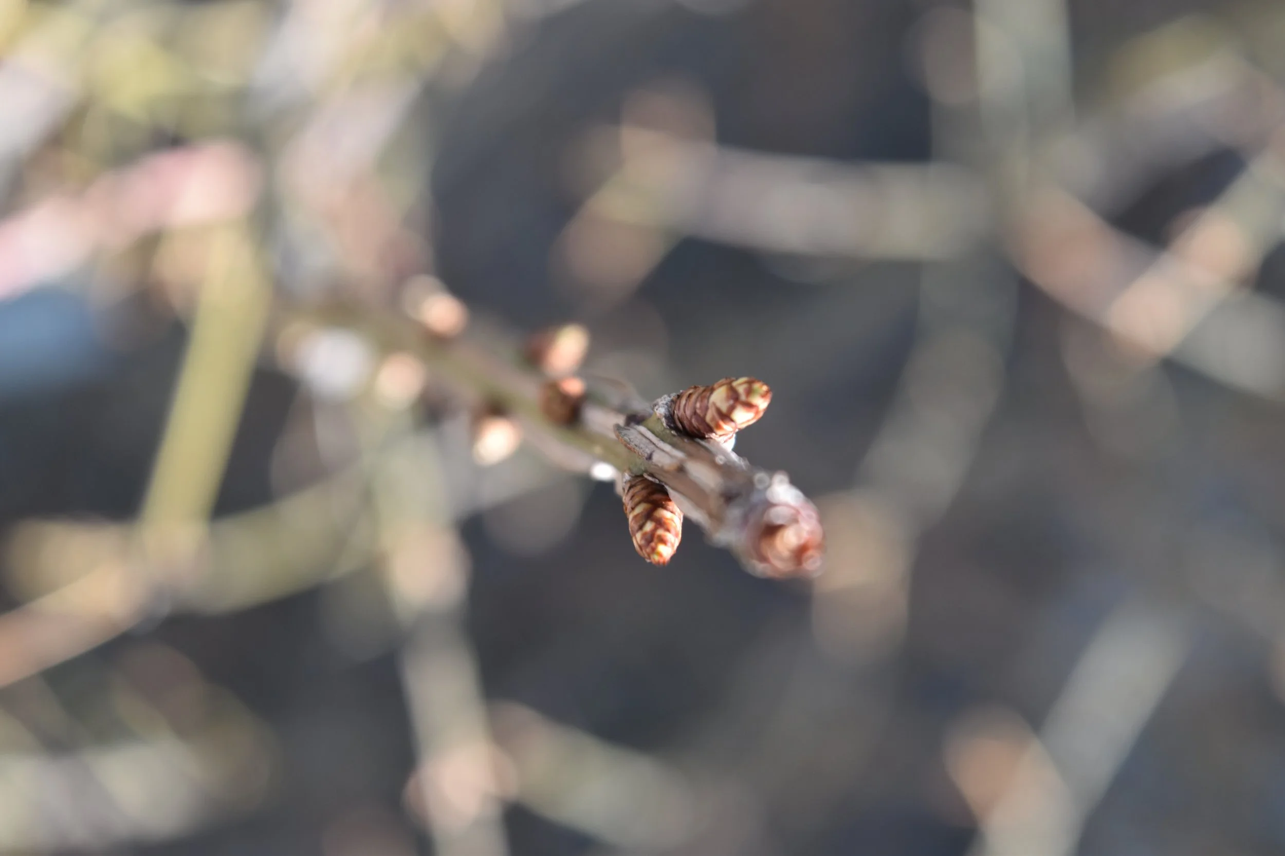 DSC_0541.jpeg