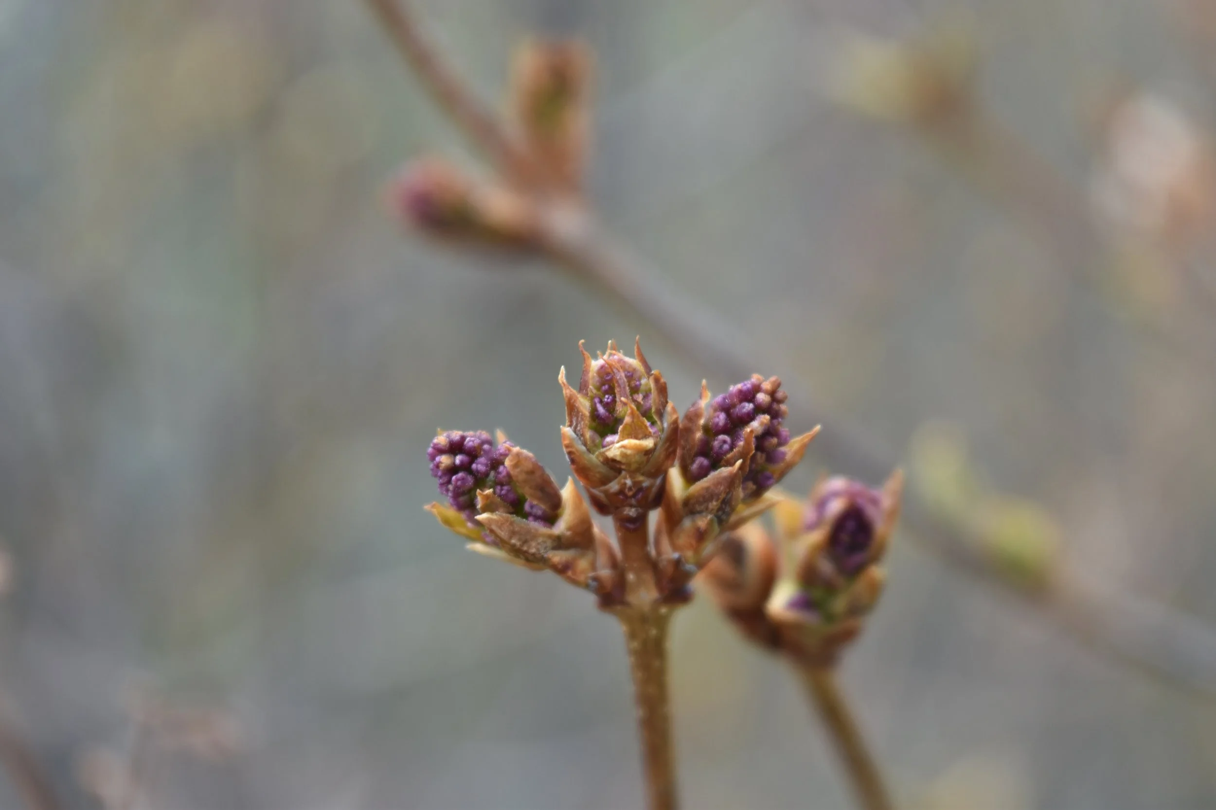 DSC_0012.jpeg