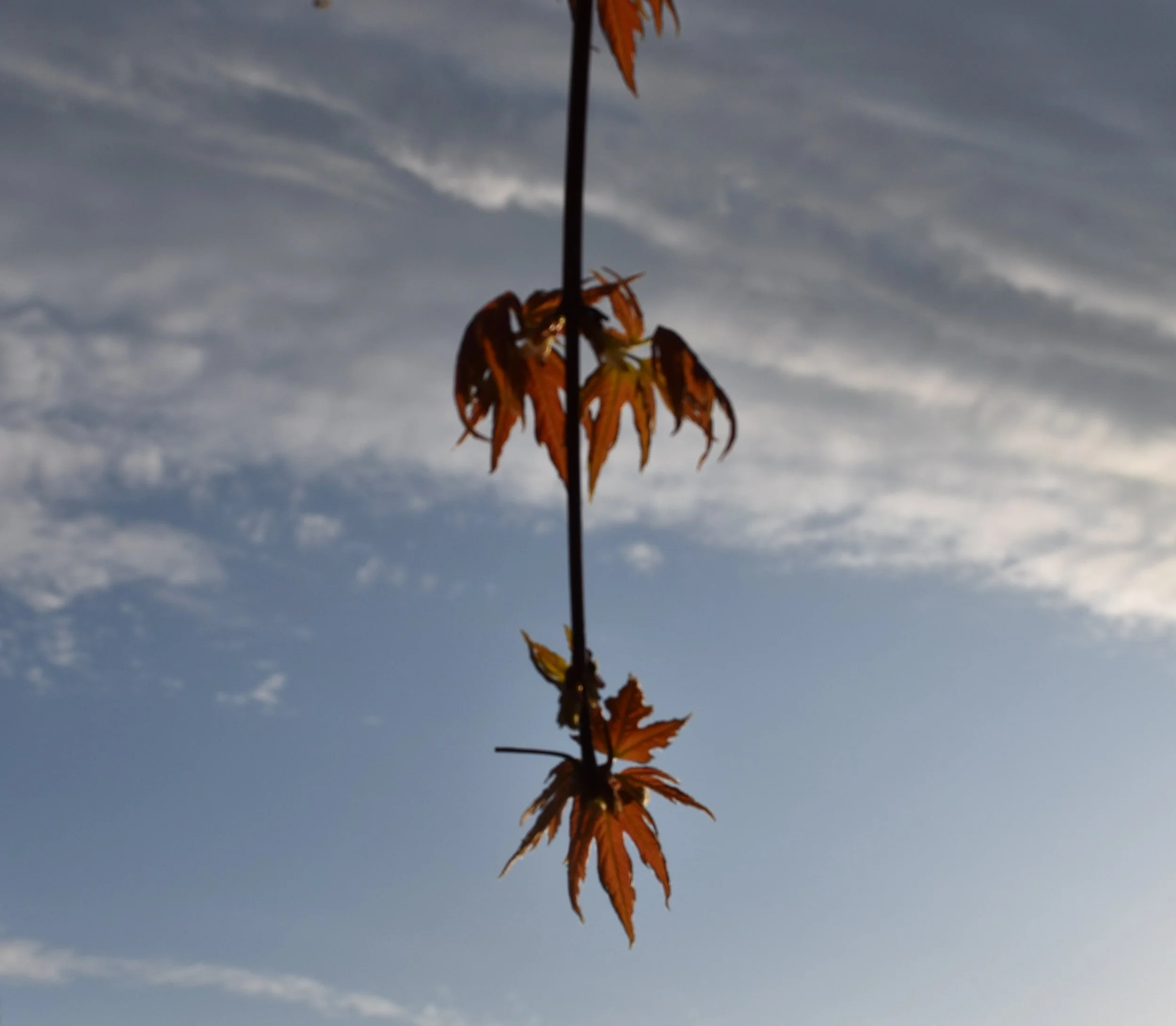 DSC_0338.jpeg