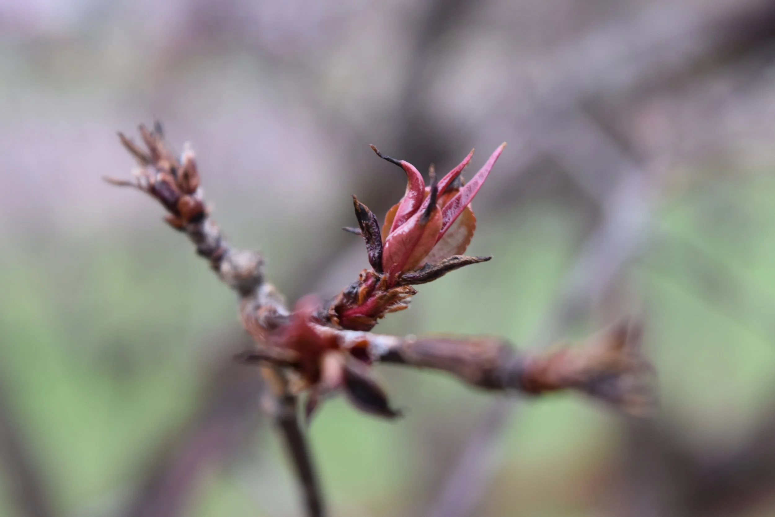 DSC_0035.jpeg