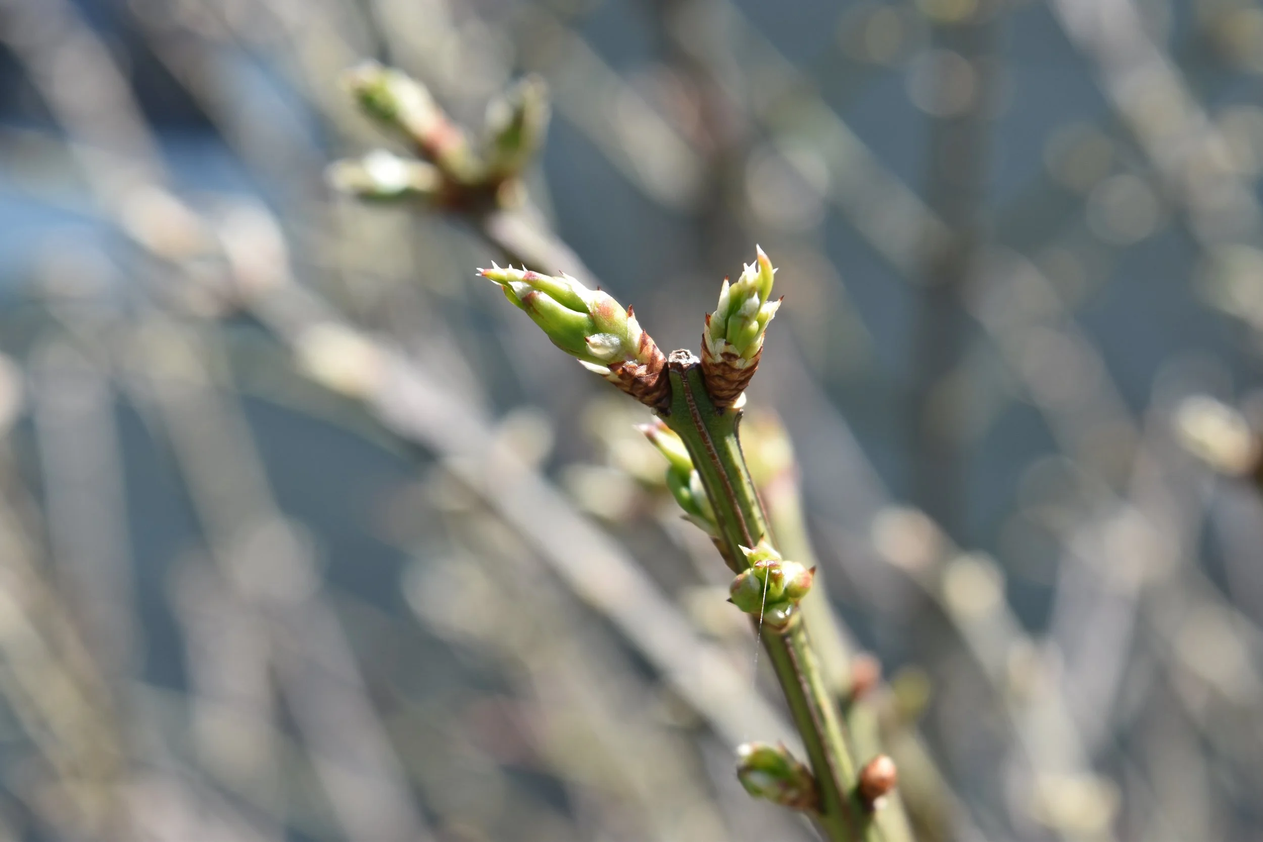 DSC_0386.jpeg
