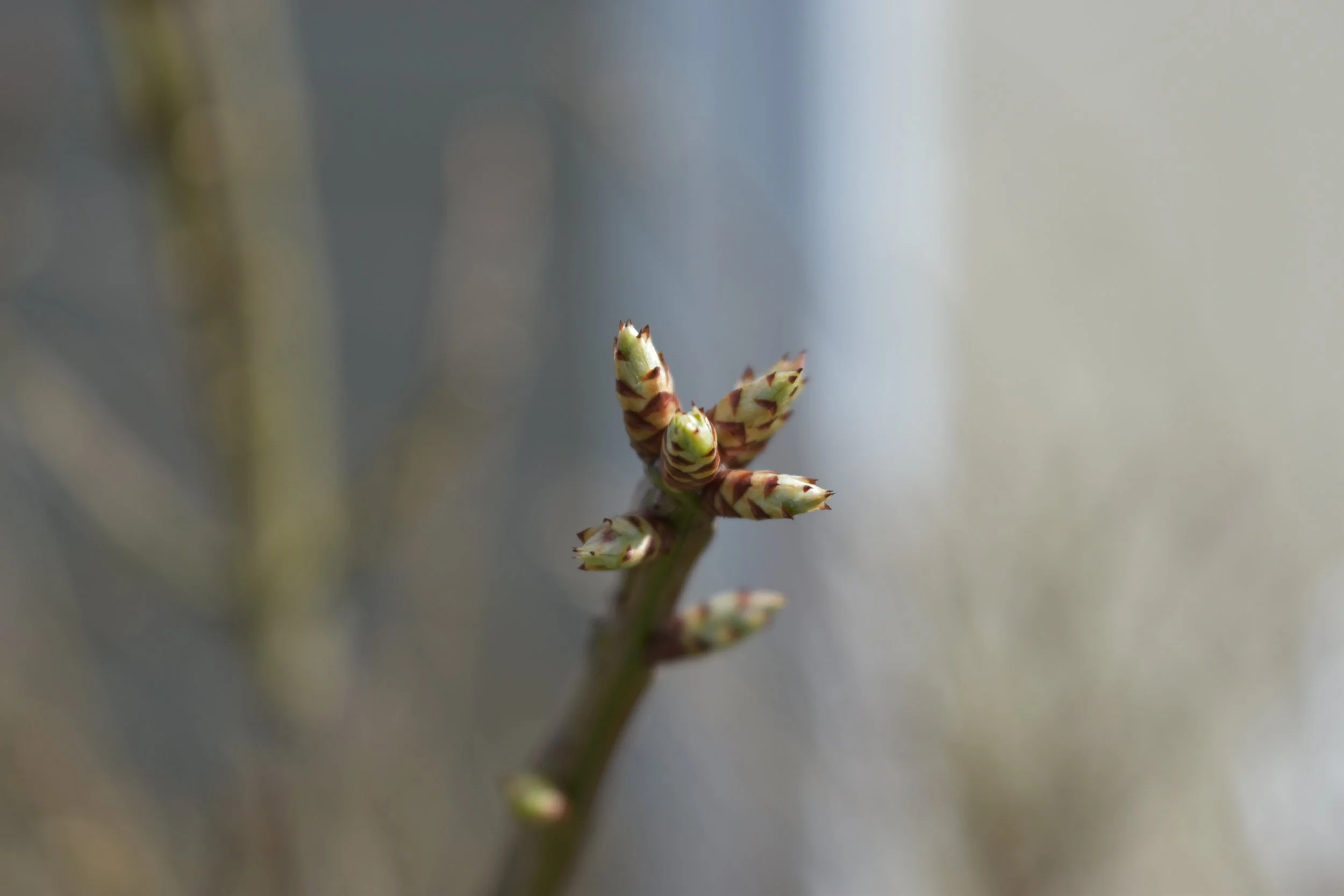 DSC_0232.jpeg