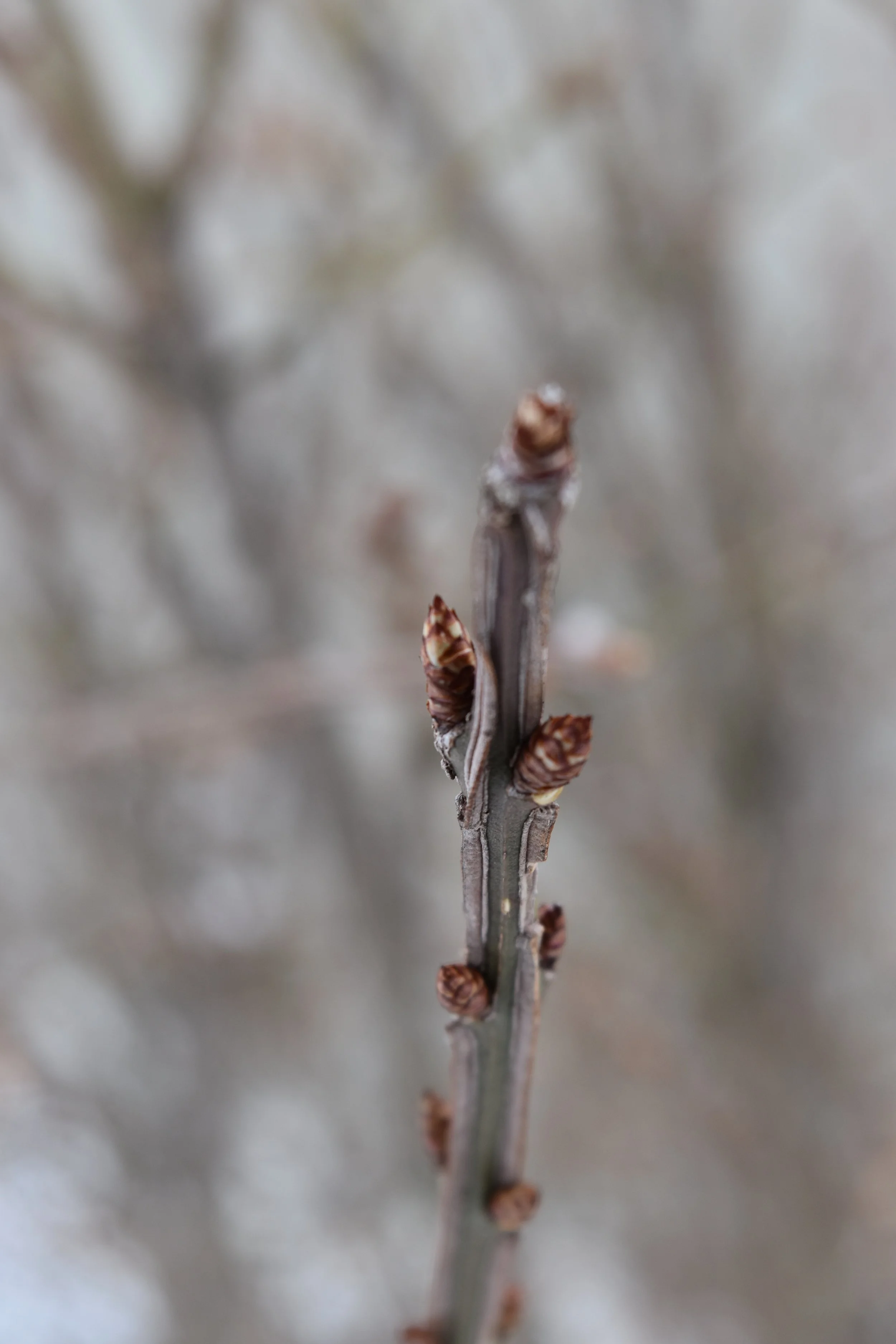 DSC_0242.jpeg