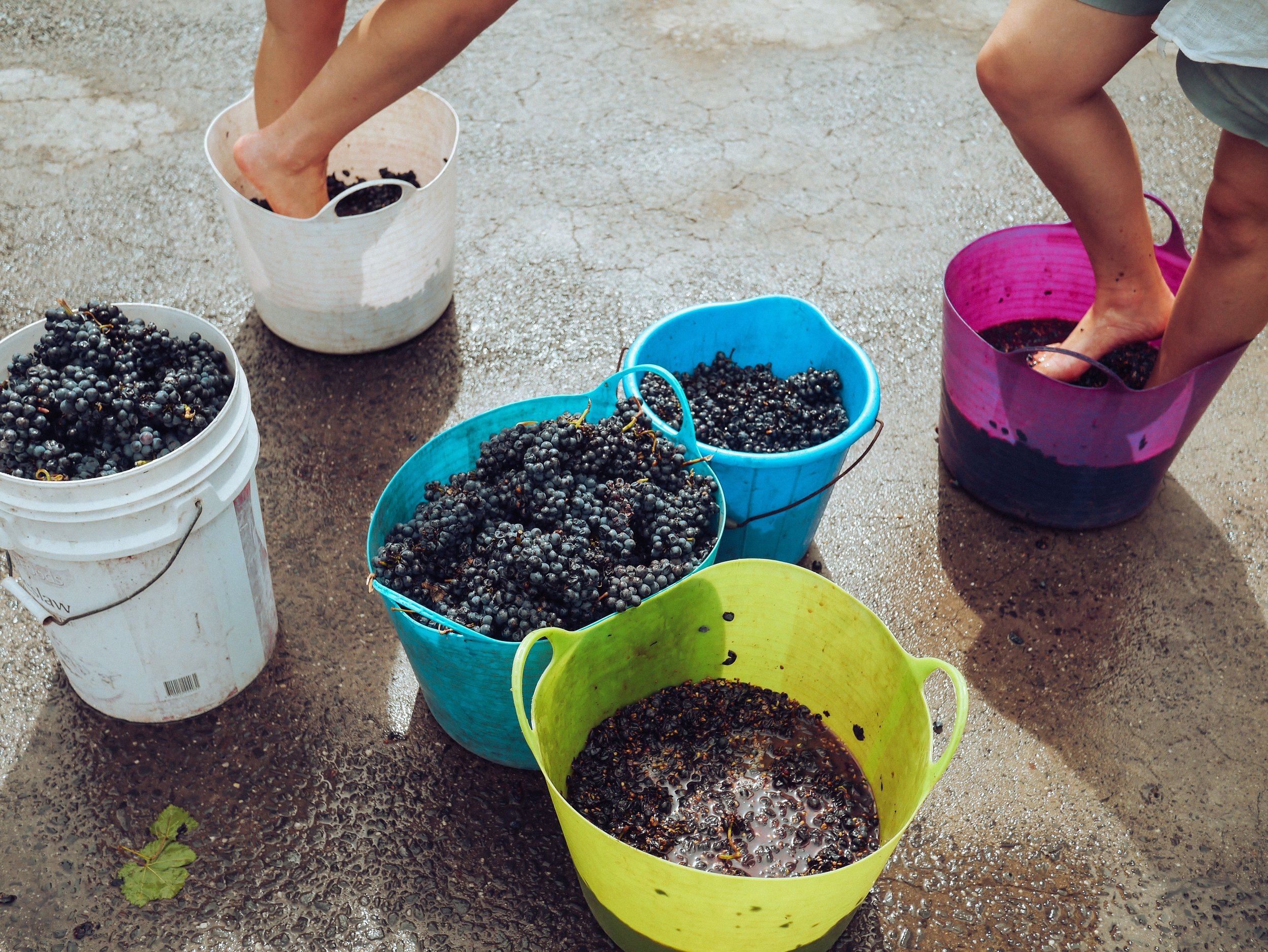The Tradition of Grape Stomping: A Storied Ritual in Italian Winemaking