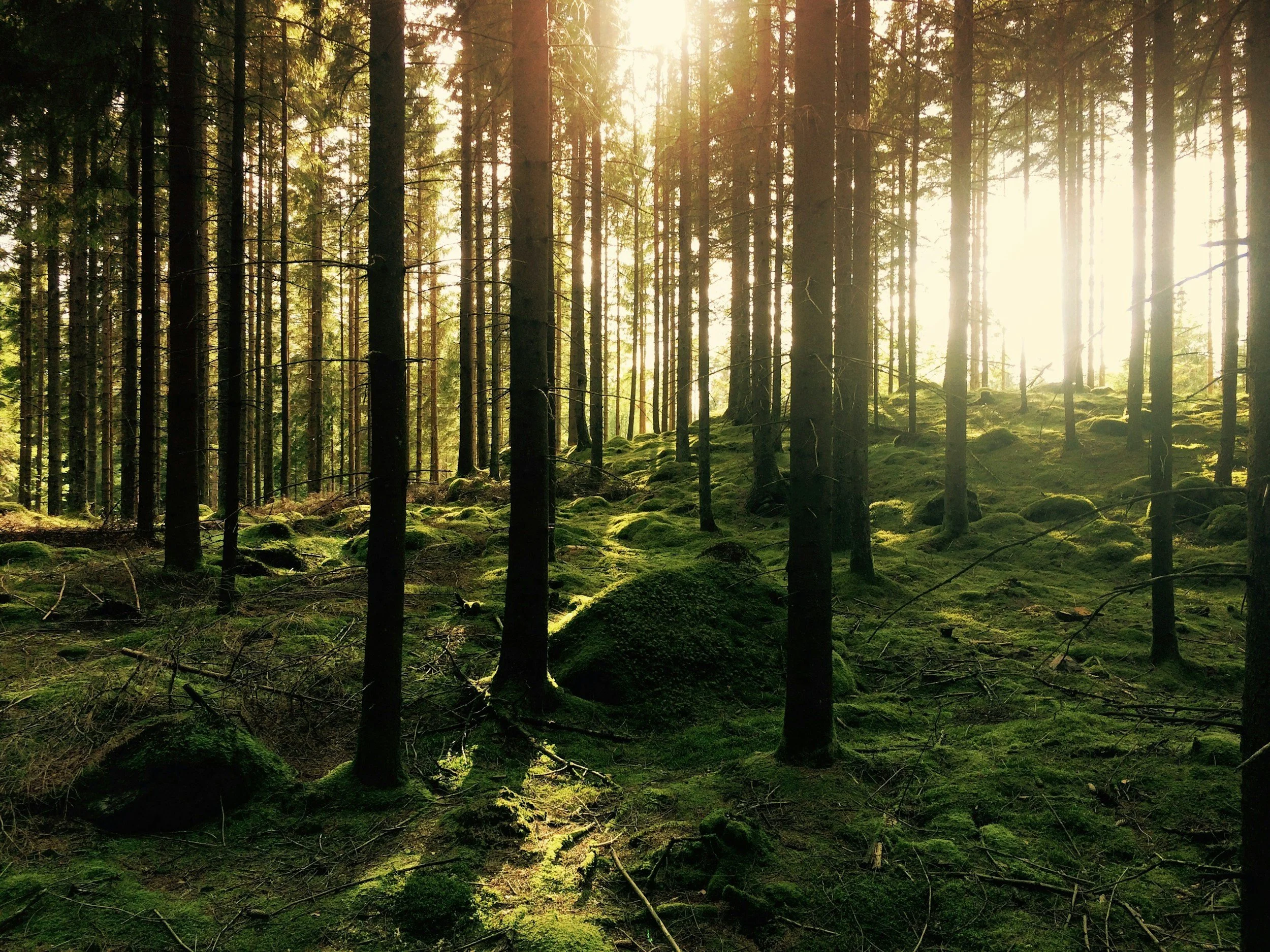 Sunlight streams through tall trees in a lush green forest with moss-covered ground.