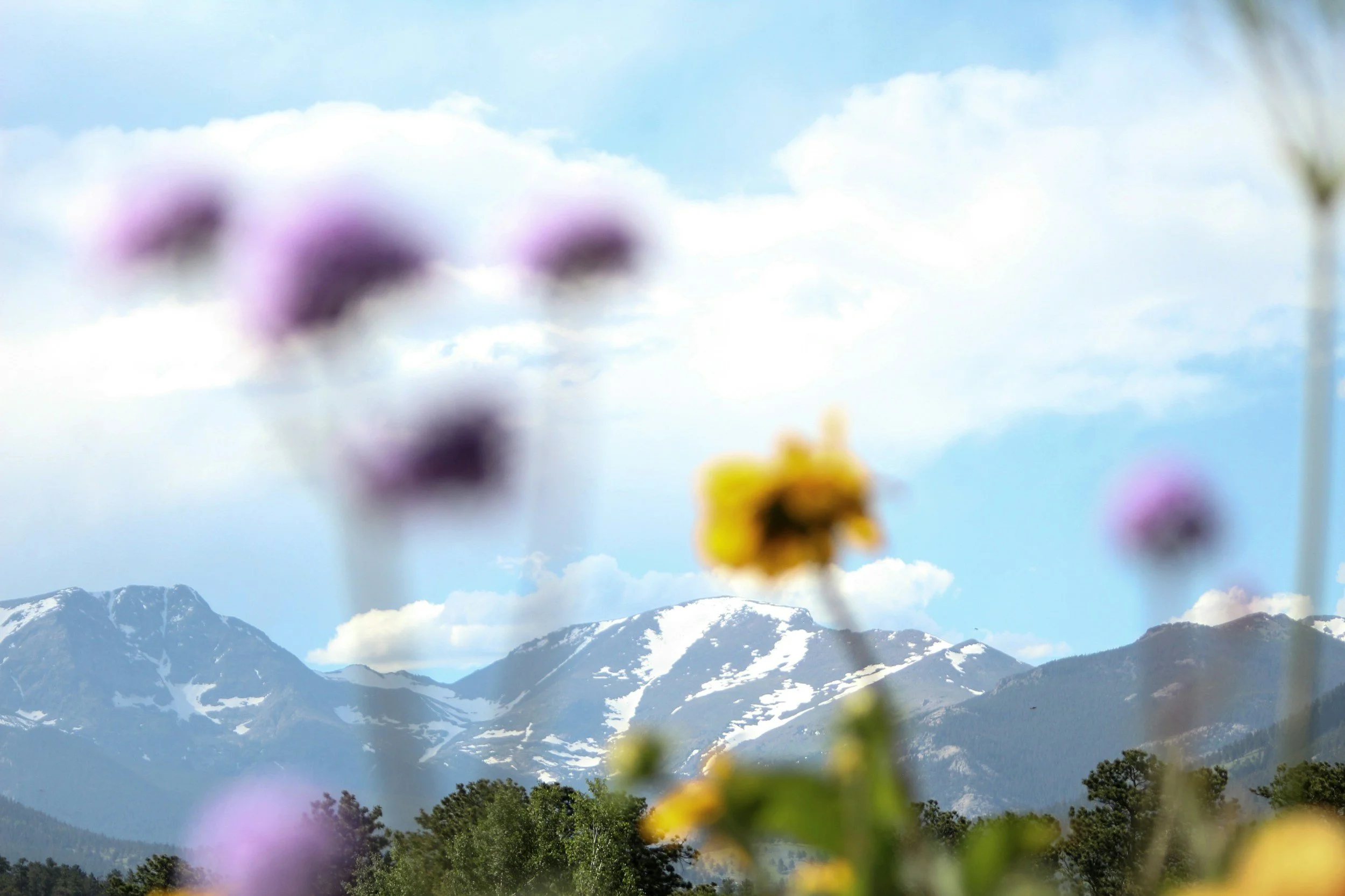 Blurred colorful flowers in foreground with snow-capped mountains, partly cloudy sky, and trees in the background.