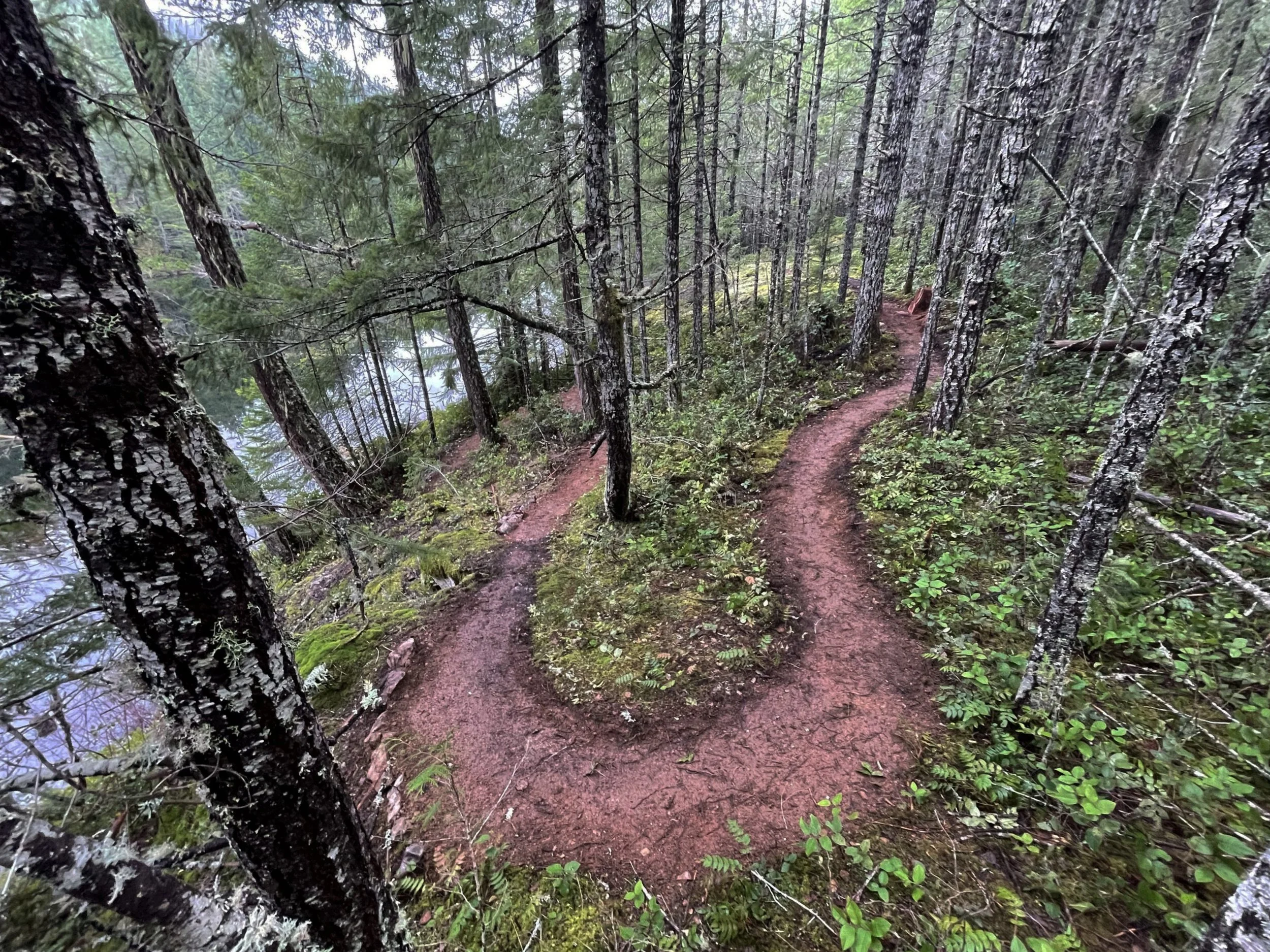 A narrow dirt trail winding through a dense forest with coniferous trees, some with moss and lichen on the trunks, and lush greenery on the ground.