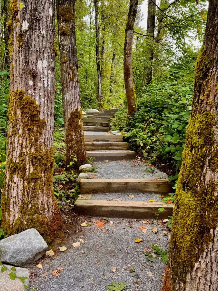 A wooden staircase in a dense green forest with trees and bushes on either side, leading upward into the woods.