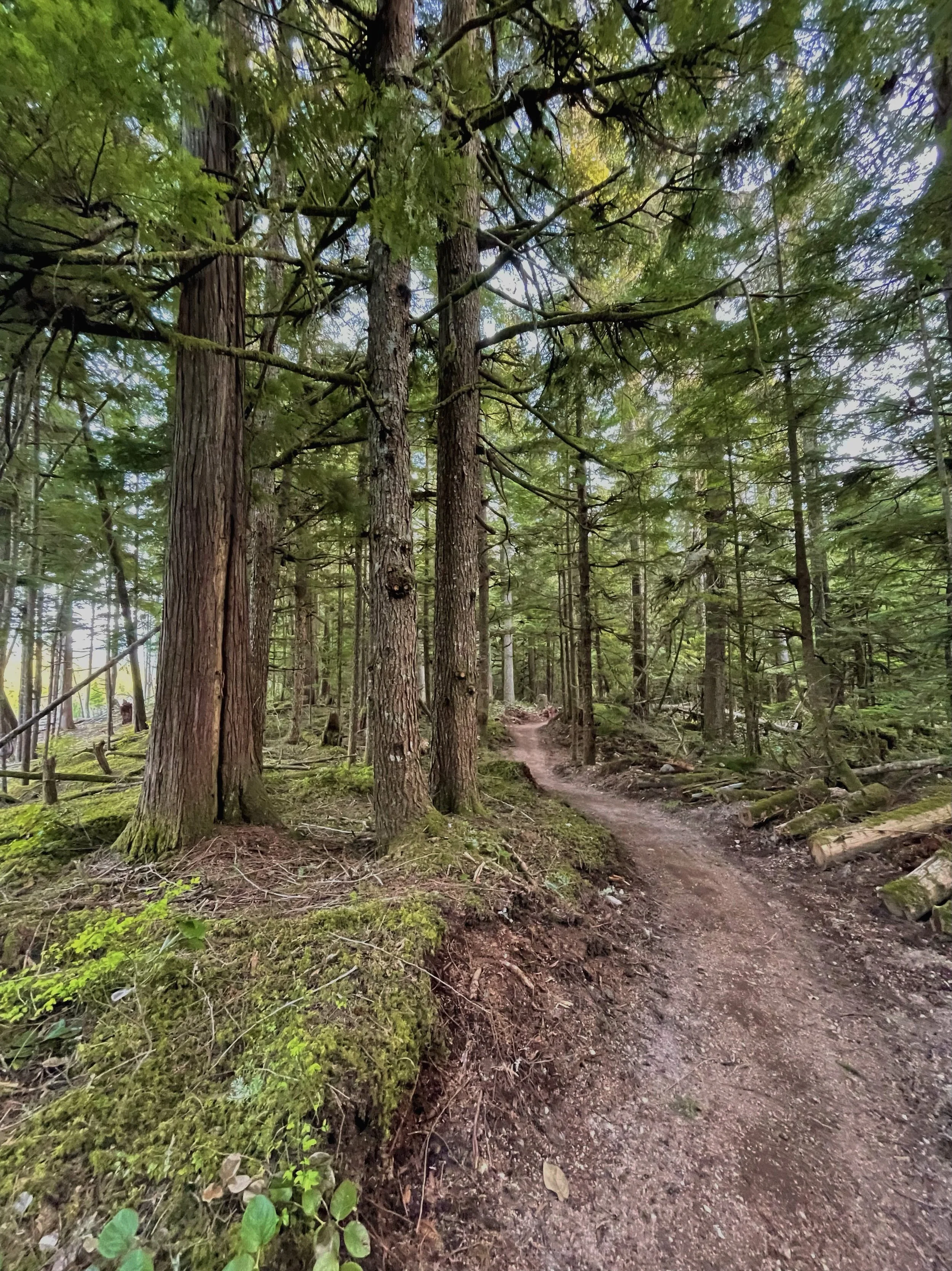 A dirt trail winding through a dense forest with tall trees and lush green foliage.