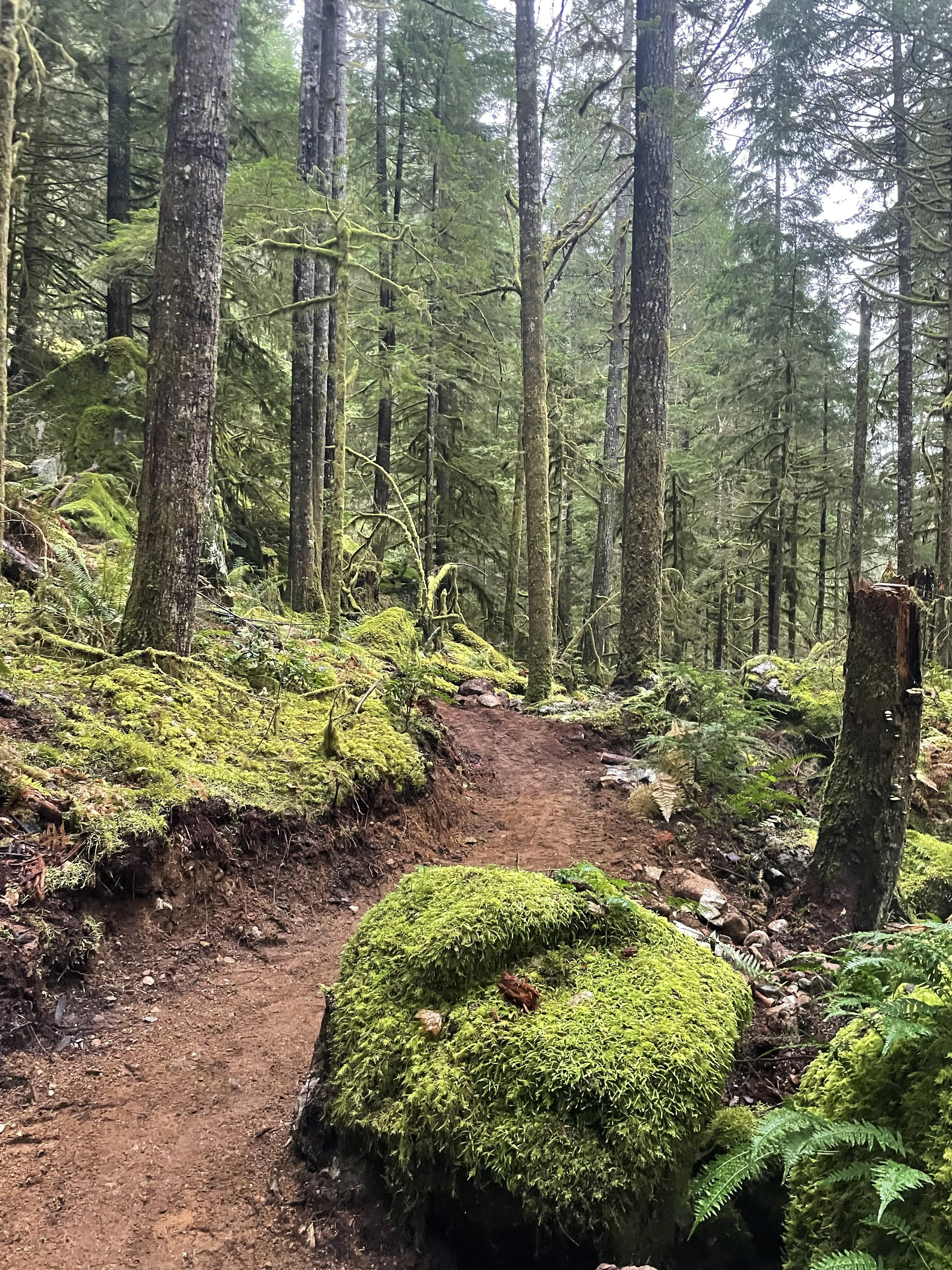 A forest trail winding through green moss-covered trees and rocks, with dense foliage and tall trees in the background.