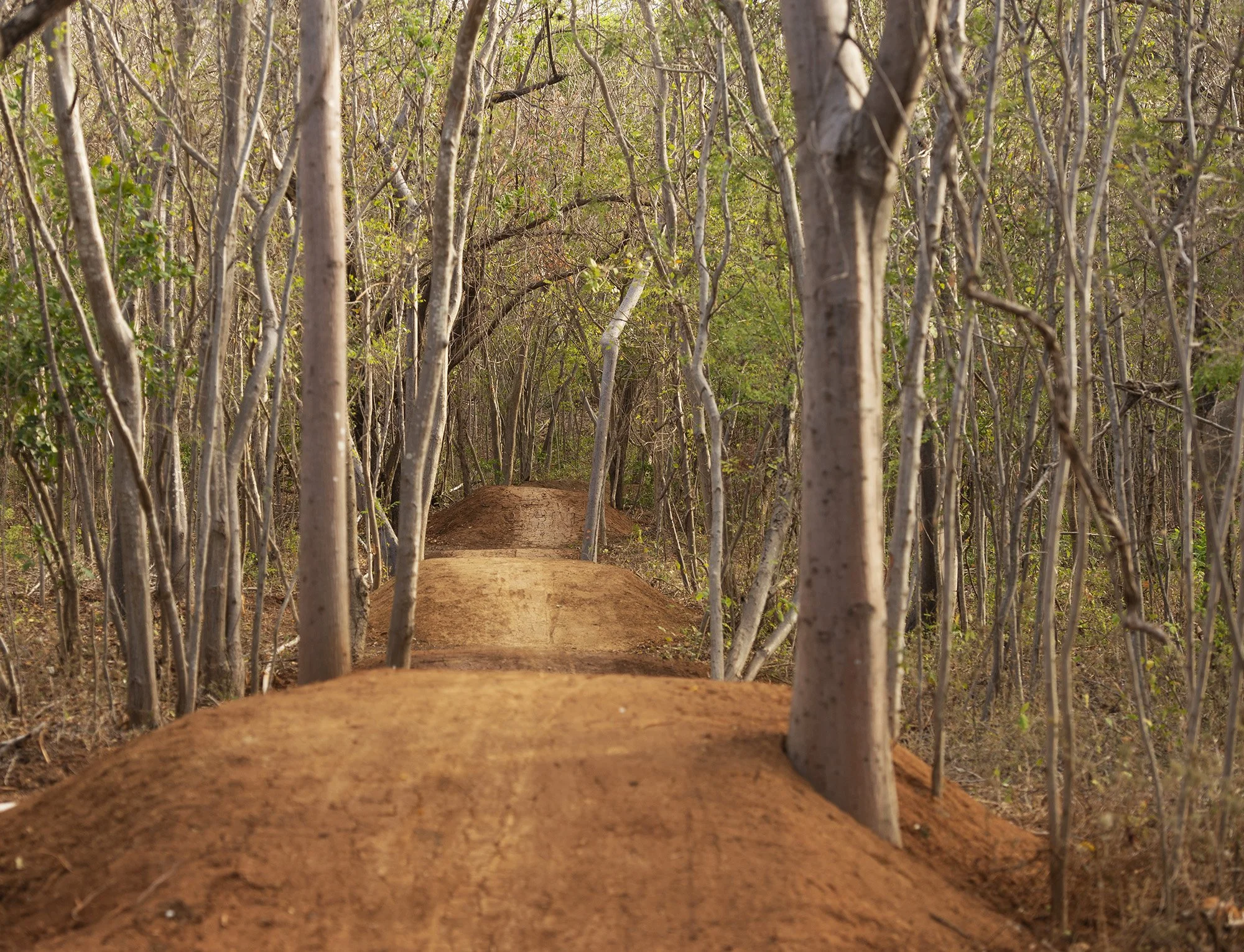 A dirt path through a dense forest with sparse green and brown leaves and thin tree trunks.