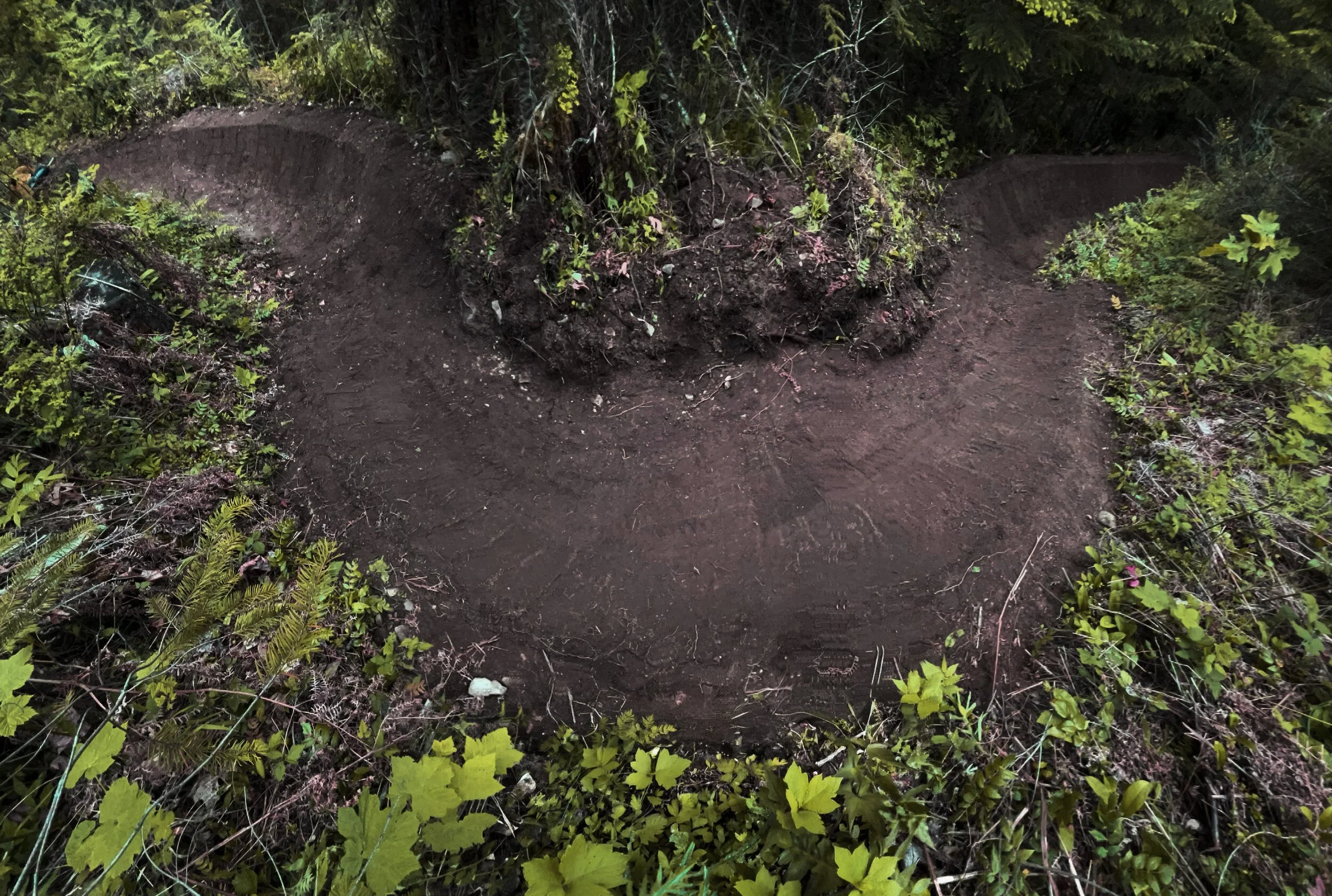 A dirt trail winding through a dense green forest with bushes and trees on both sides.