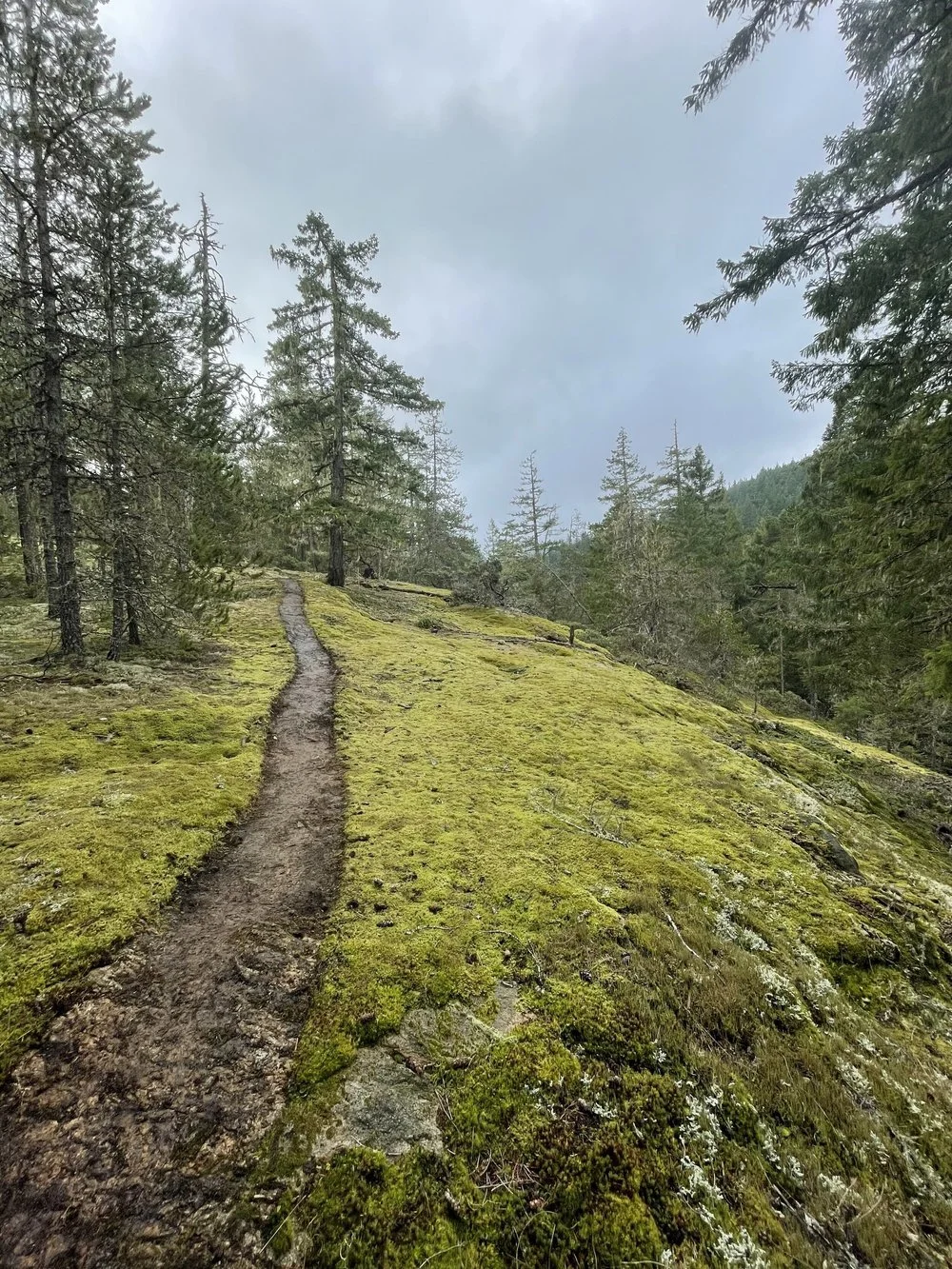 A narrow dirt trail running through a mossy, forested hillside with tall evergreen trees on both sides, under a cloudy sky.