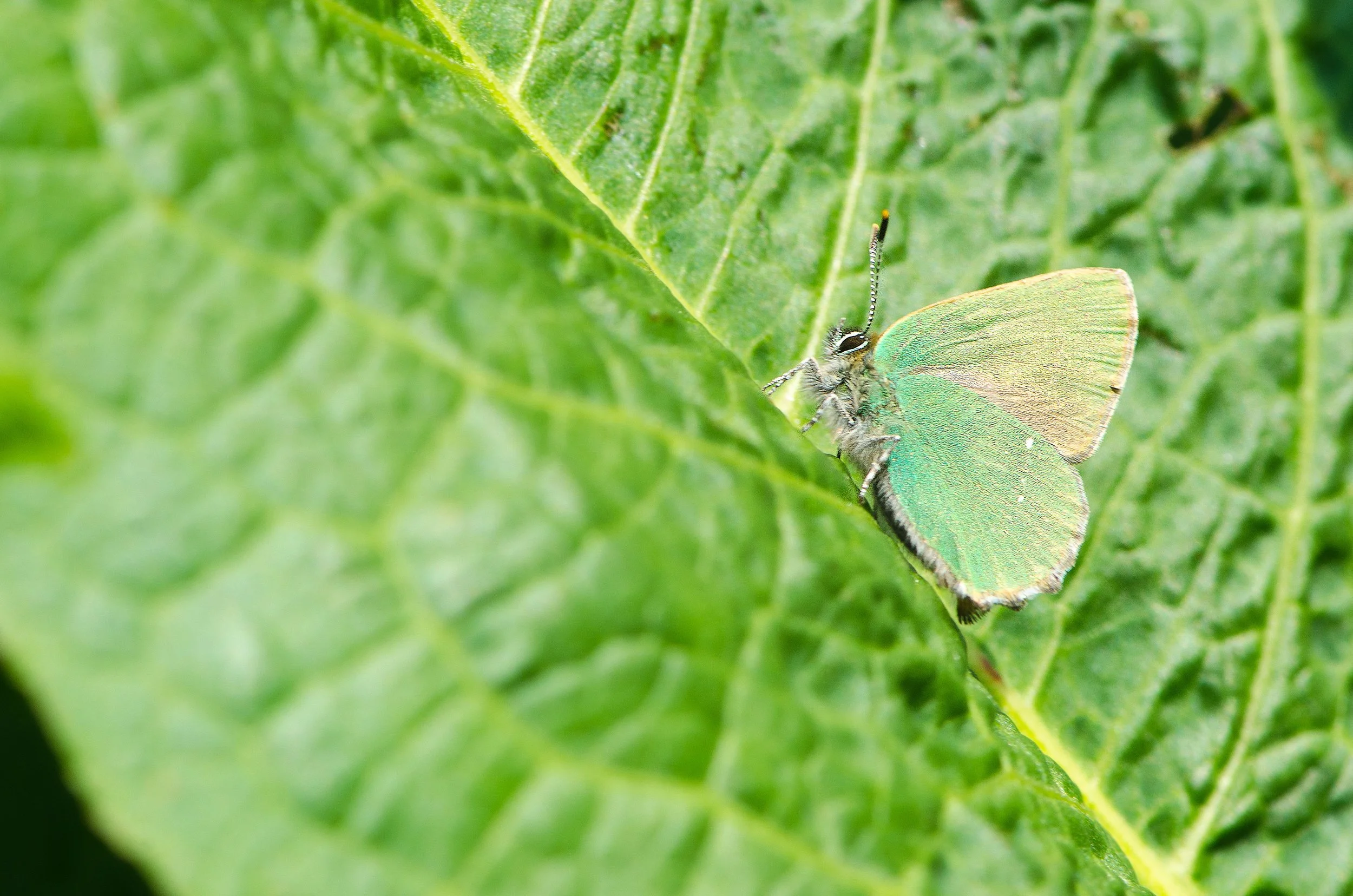 Green Hairstreak - Callophrys rubi.jpg