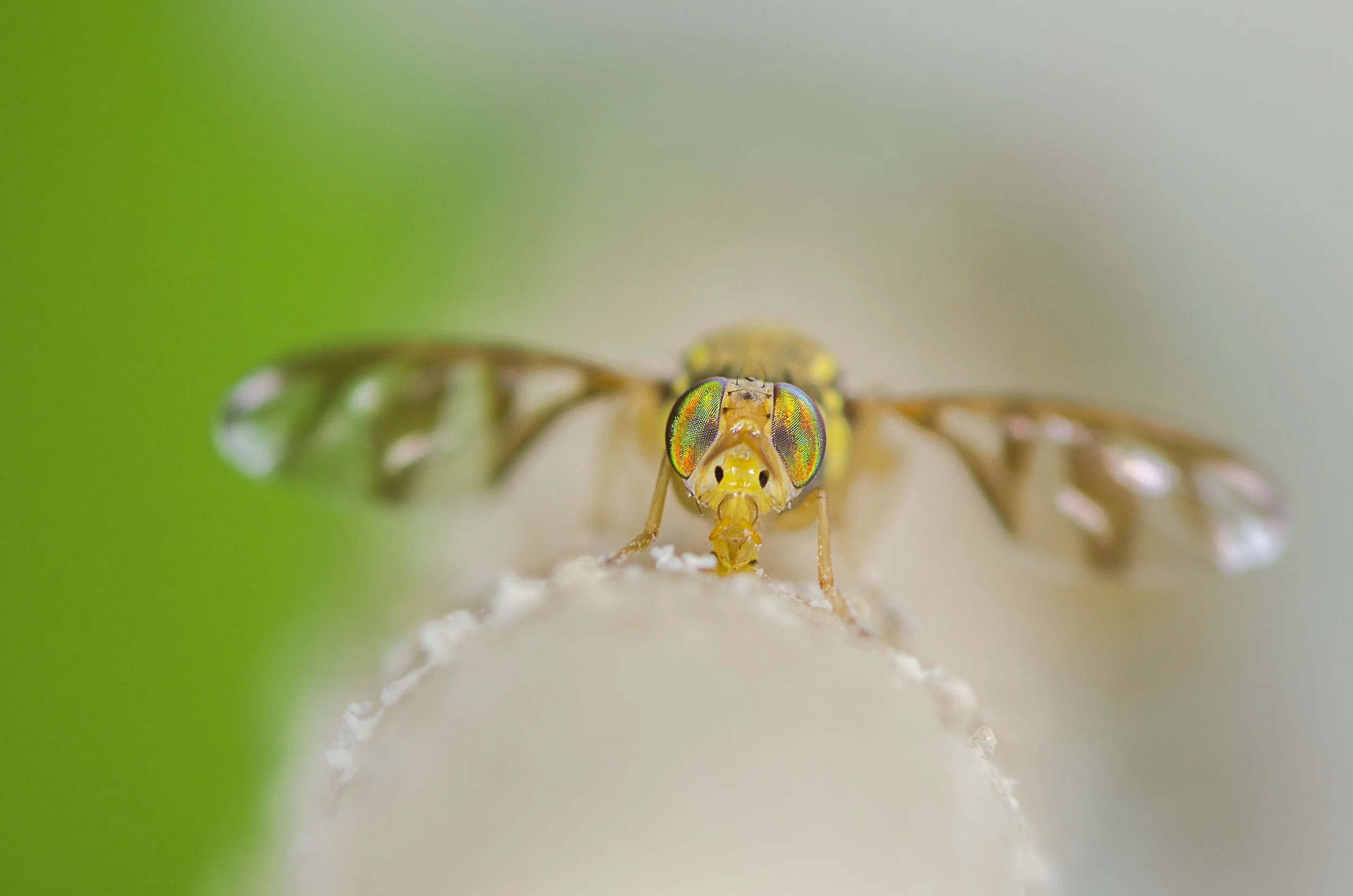 Oriental Fruit fly.jpg