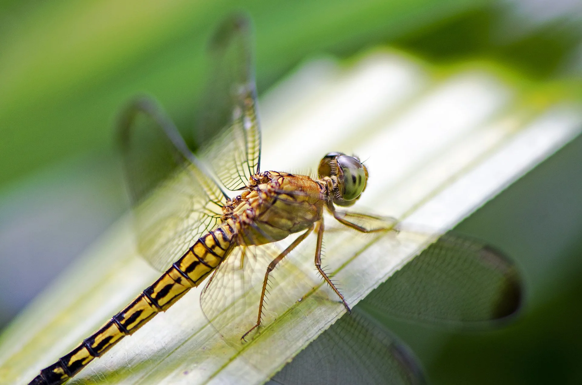 Indonesian dragonfly.jpg