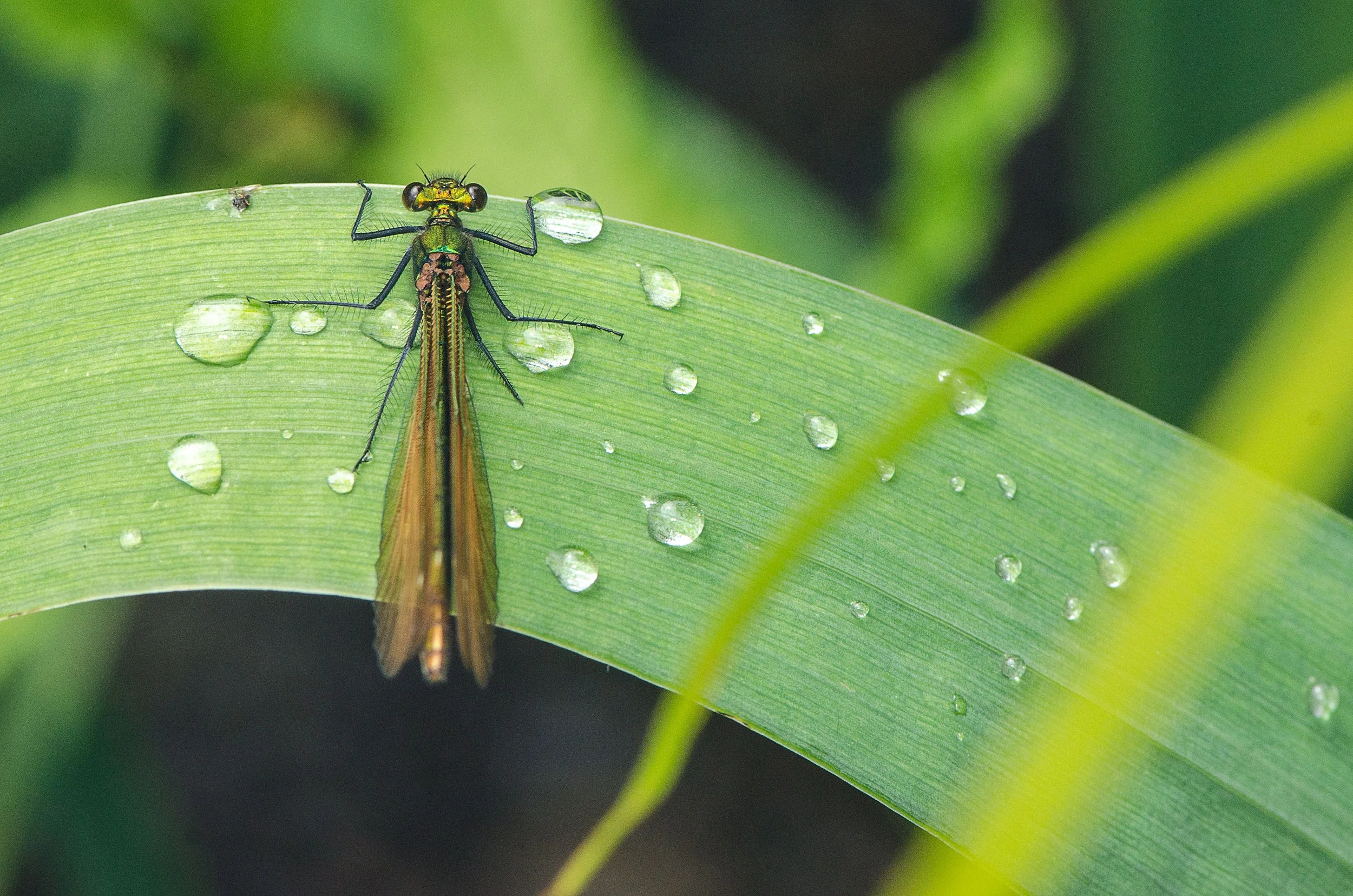 Banded Demoiselle - Calopteryx splendens.jpg