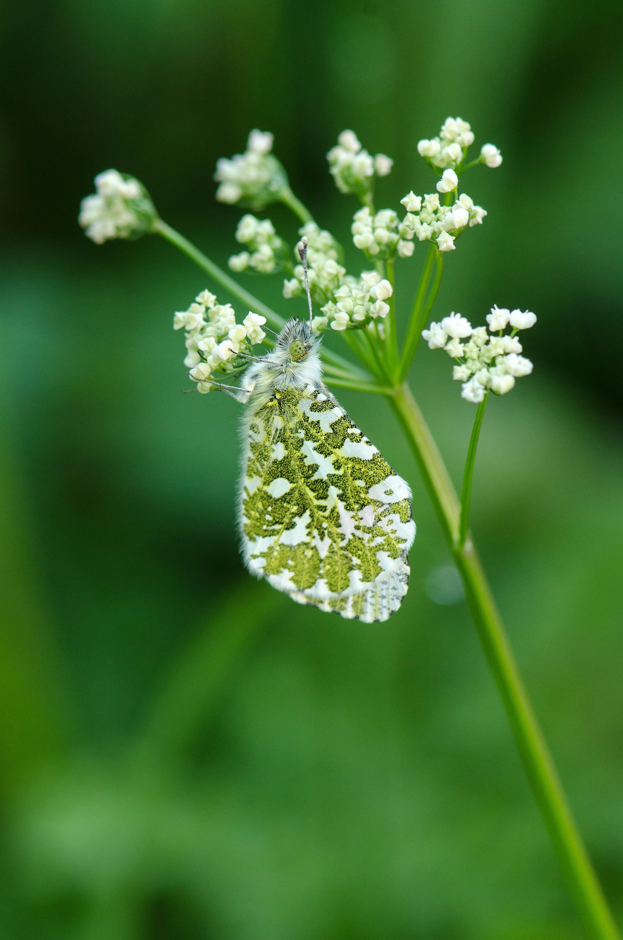 Orange-tip butterfly - Anthocharis cardamines.jpg