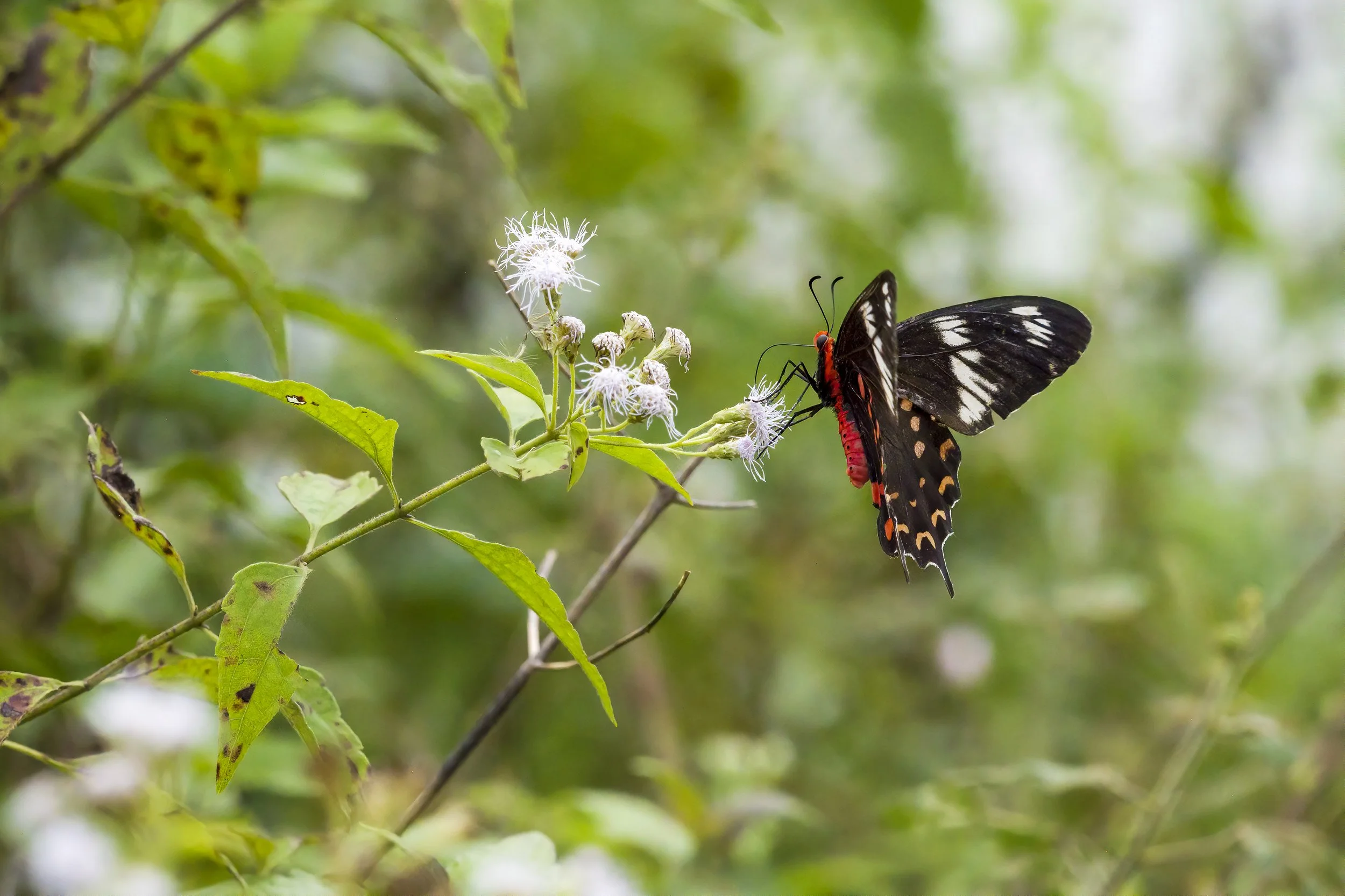 Crimson Rose Butterfly.jpg