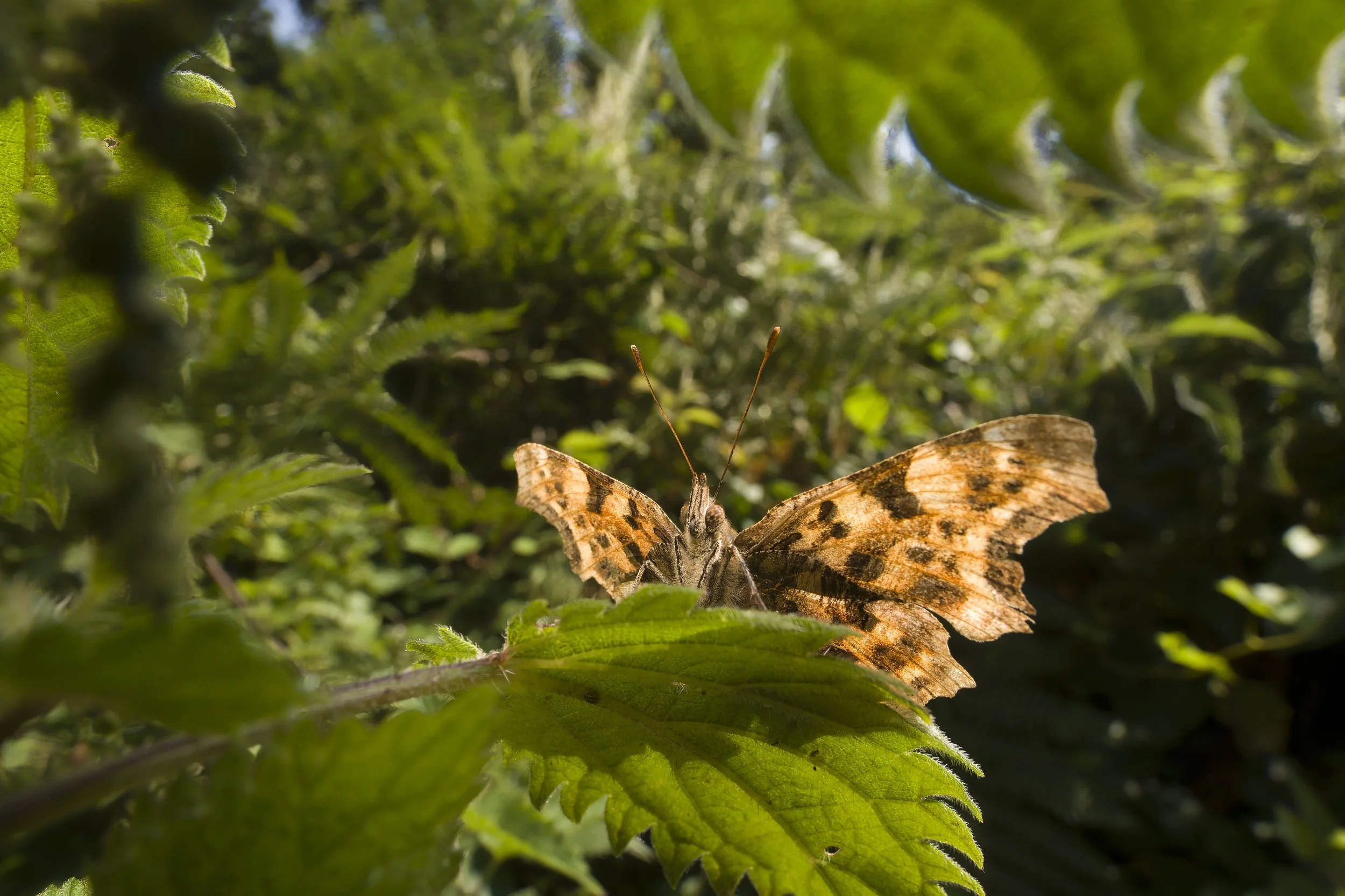 Wembury Comma.jpg