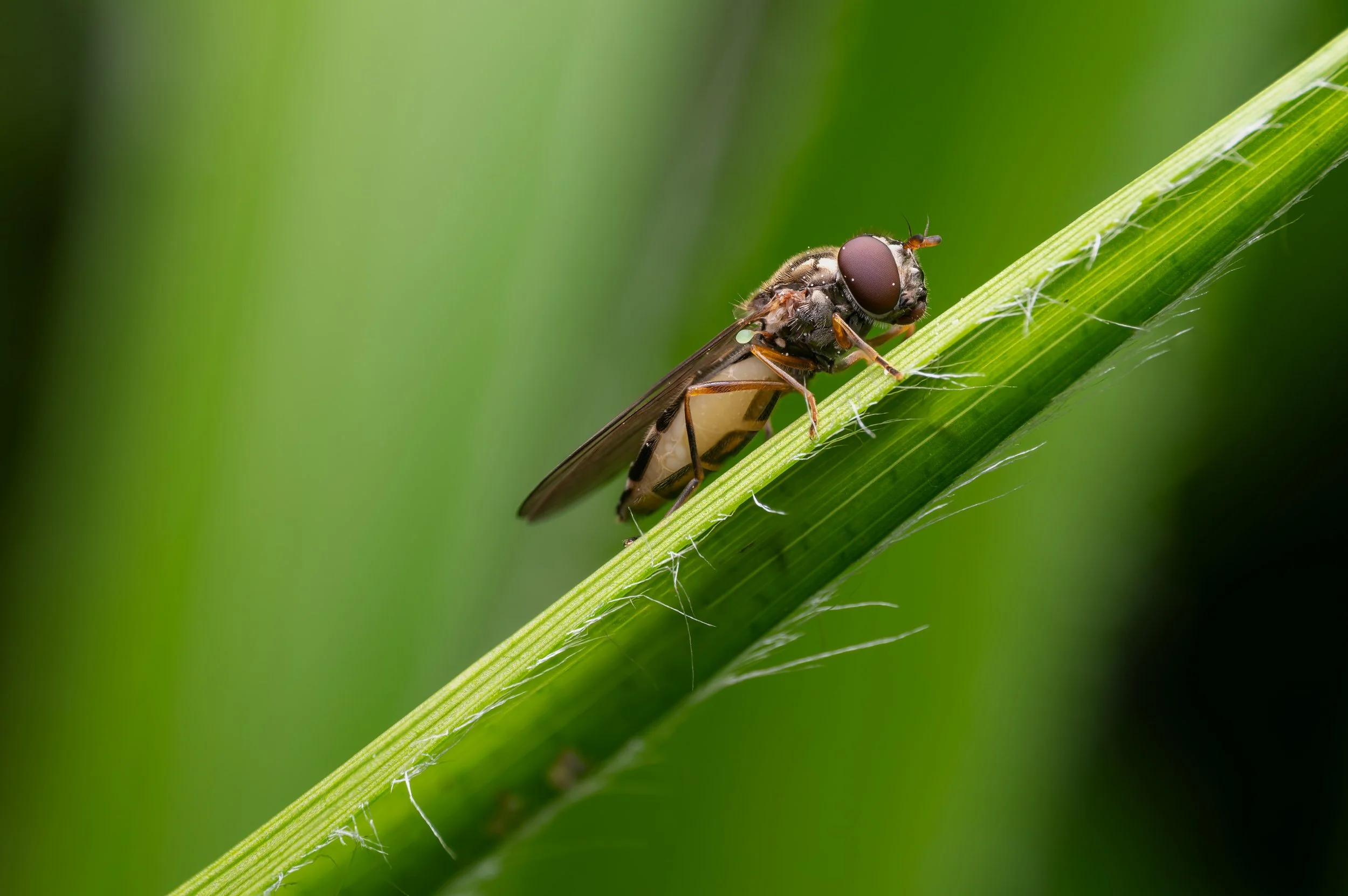 Ladder Backed Hoverfly.jpg
