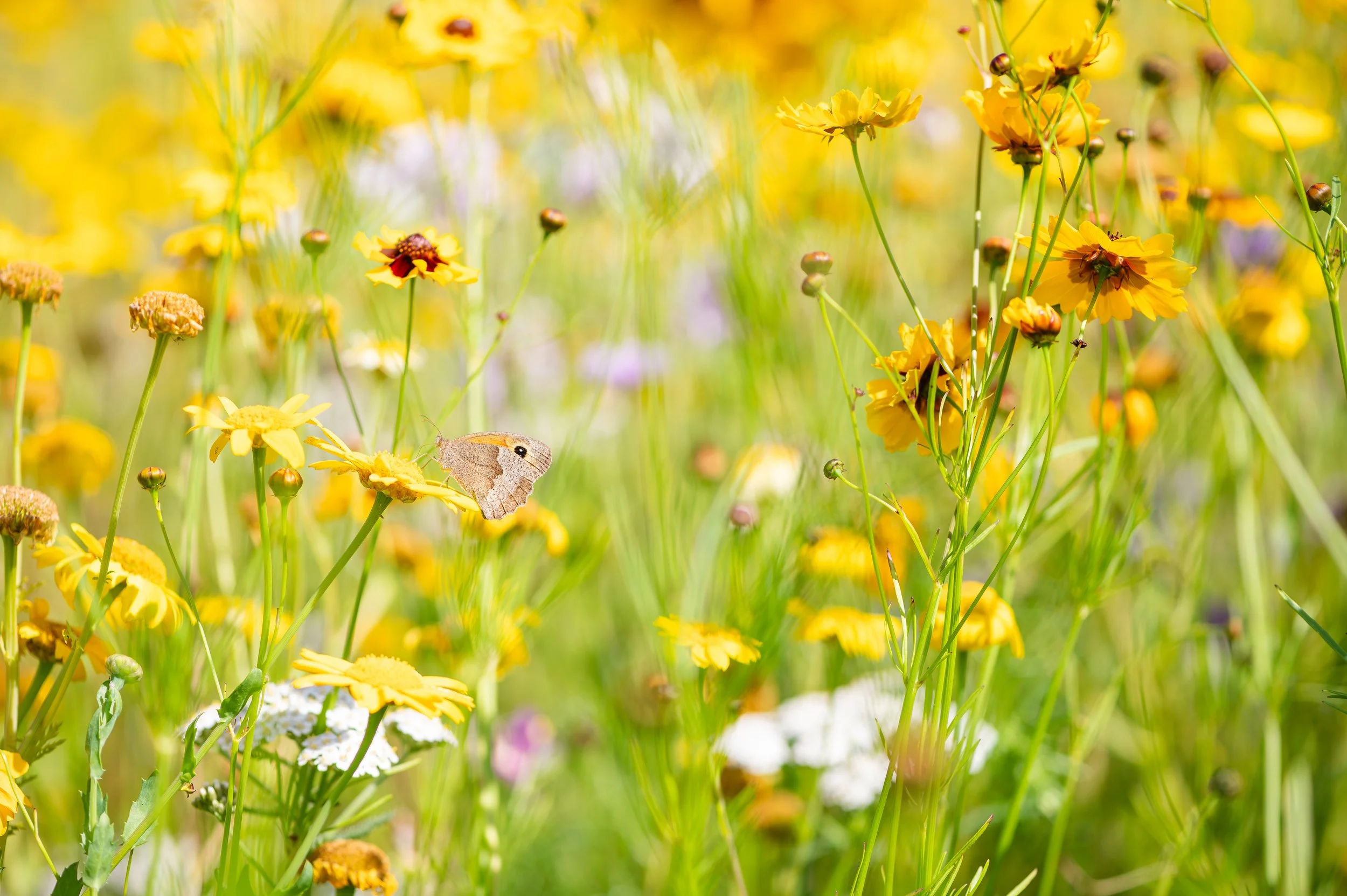Meadow Brown.jpg
