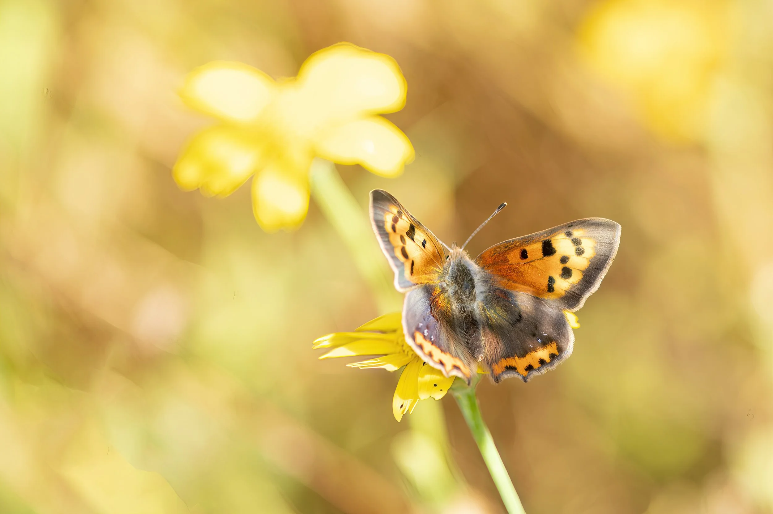 Small Copper-SharpenAI-focus.jpg
