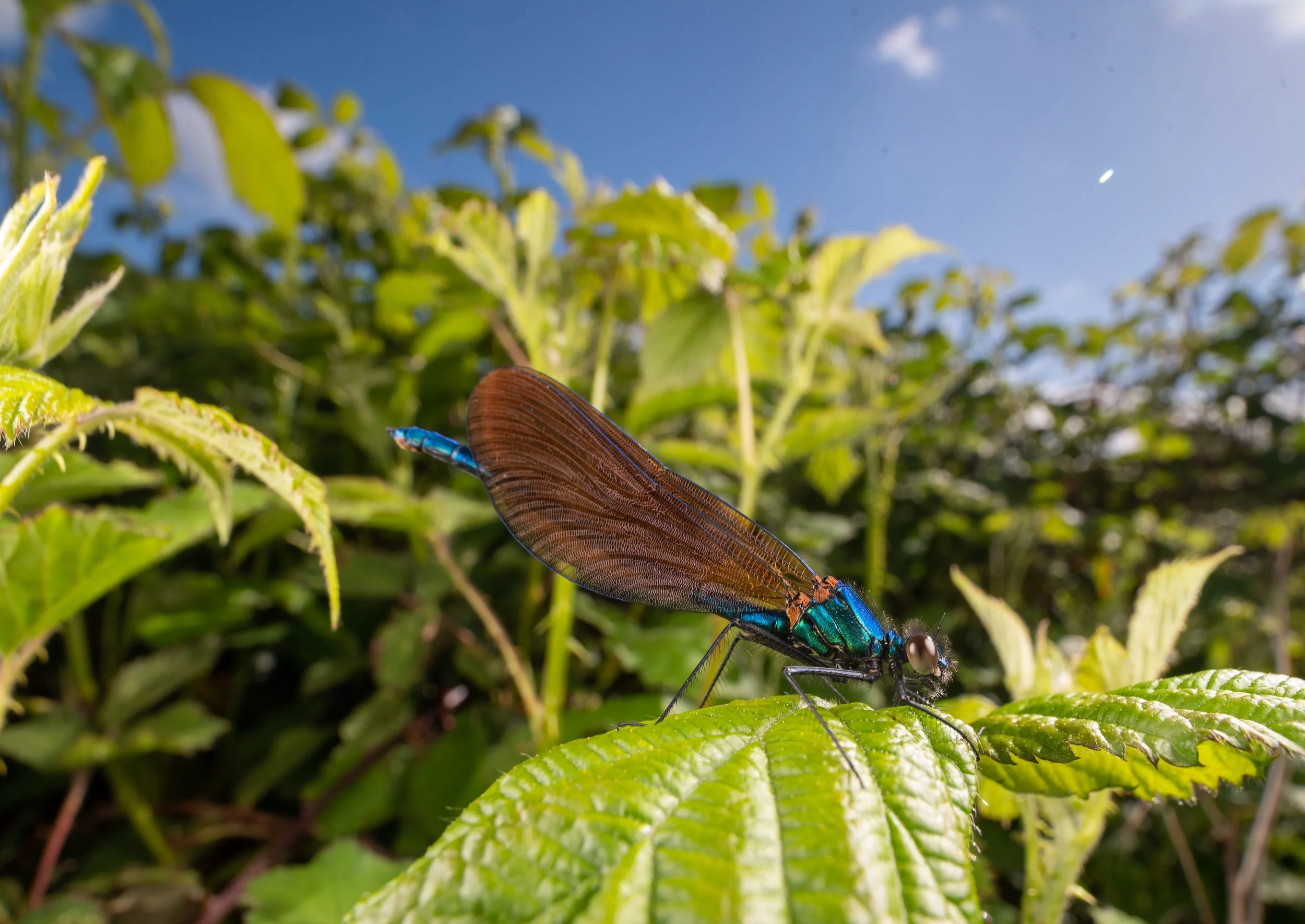 Beautiful Demoiselle wide.jpg