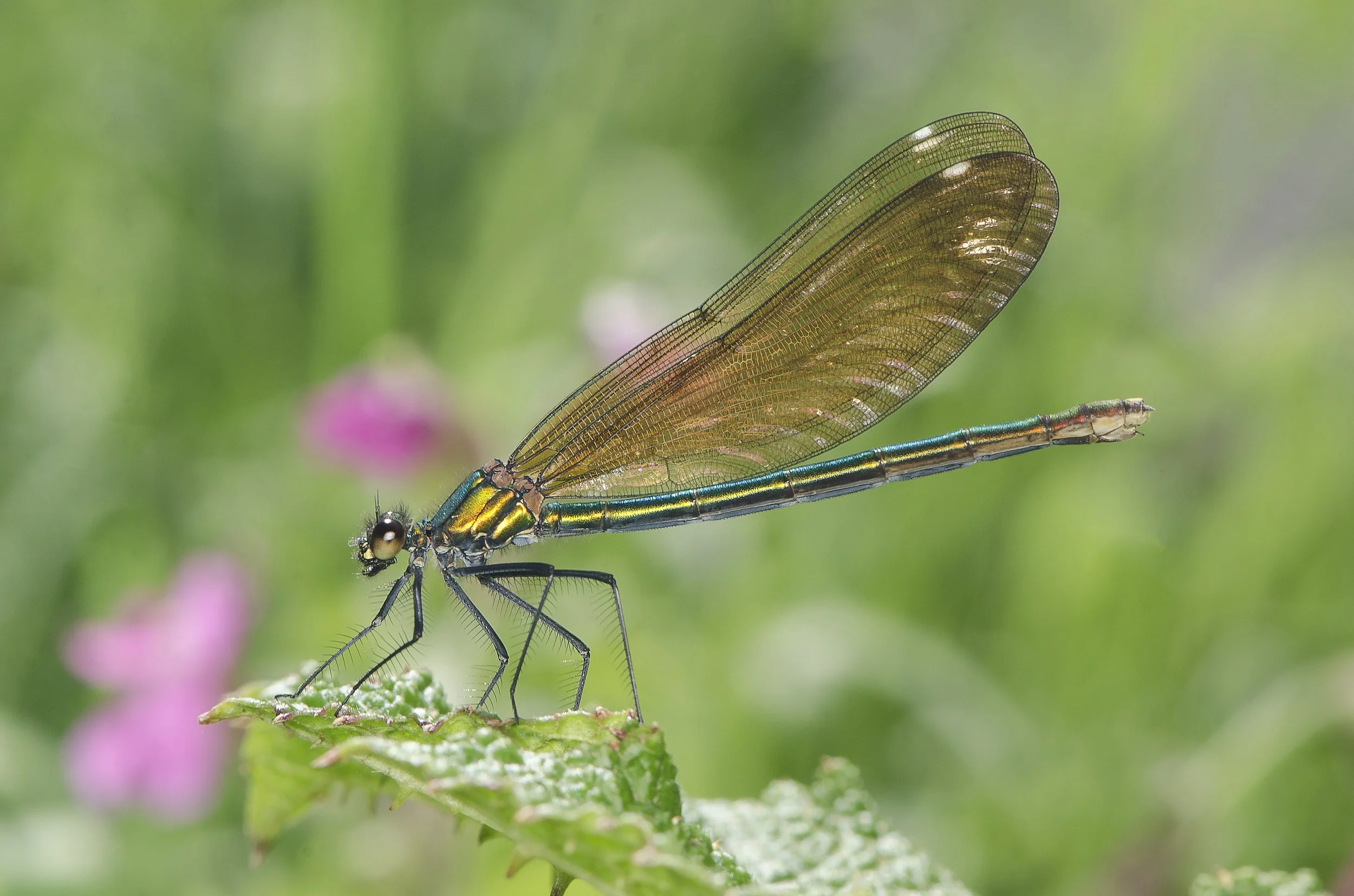 Beautiful demoiselle (2).jpg