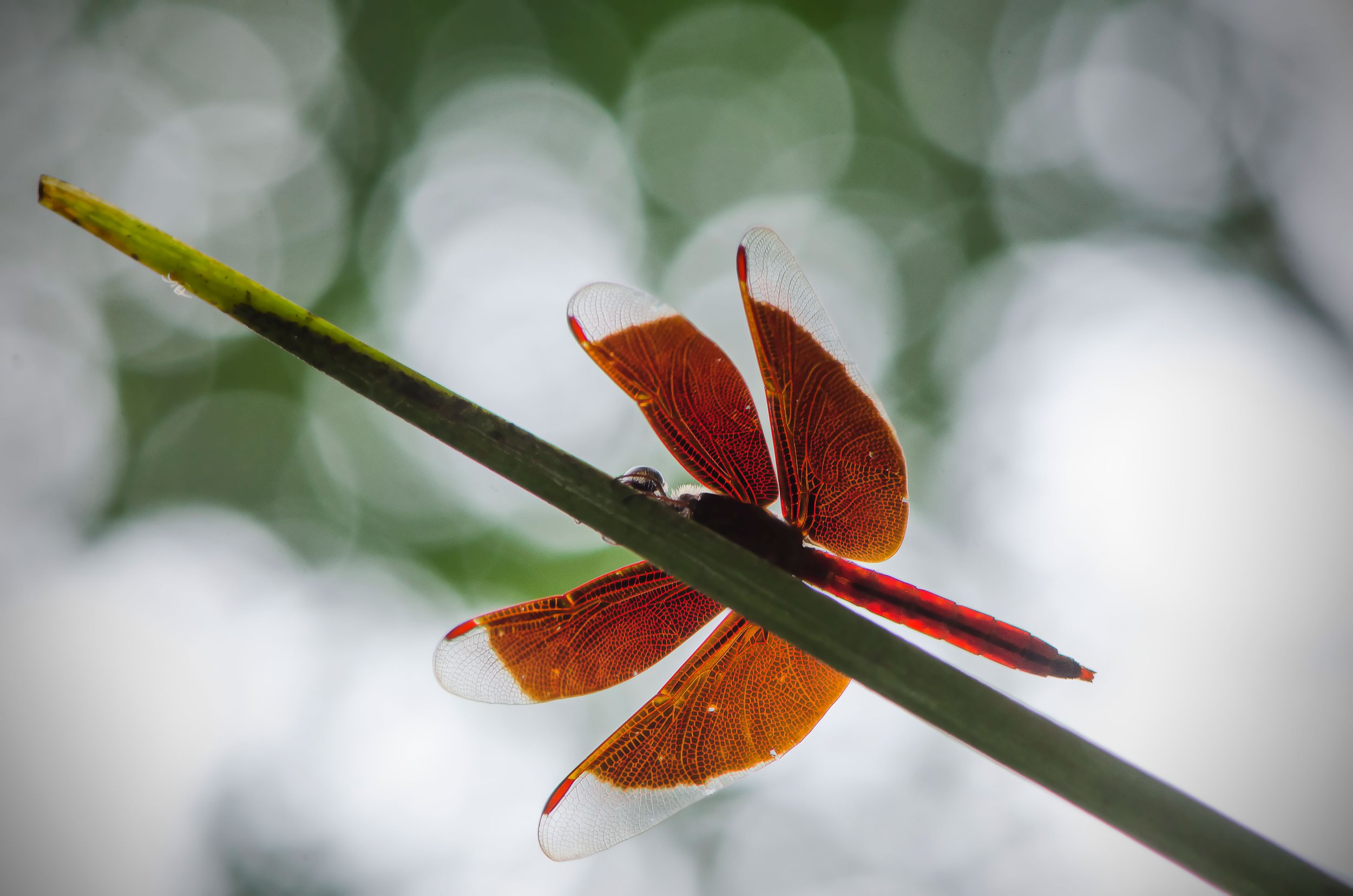 red-dragonfly-finished.jpg