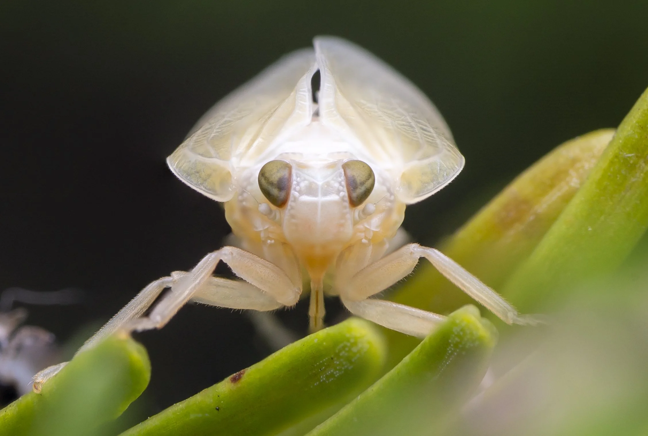 White fly.jpg
