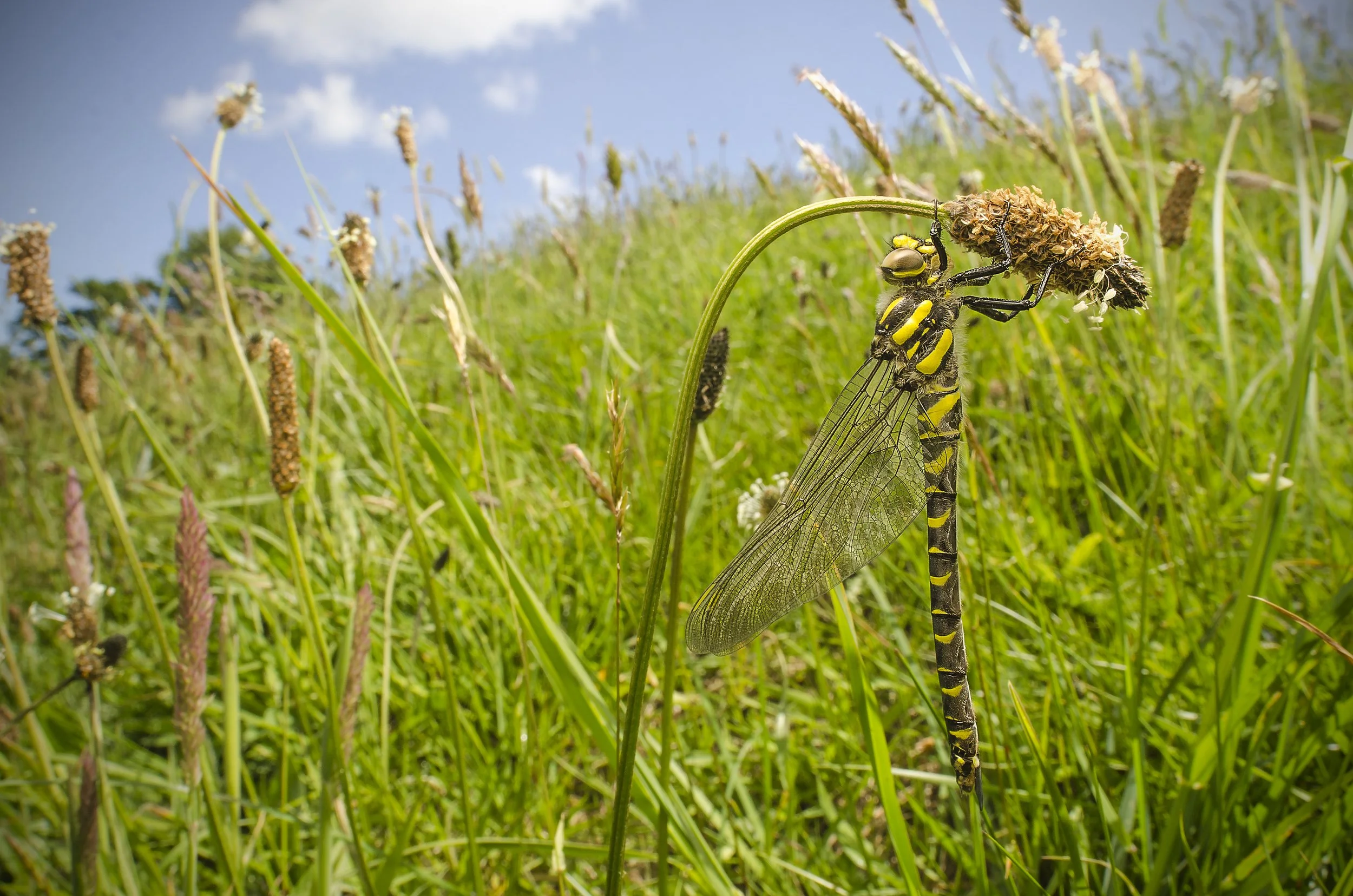 Golden ringed dragonfly.jpg