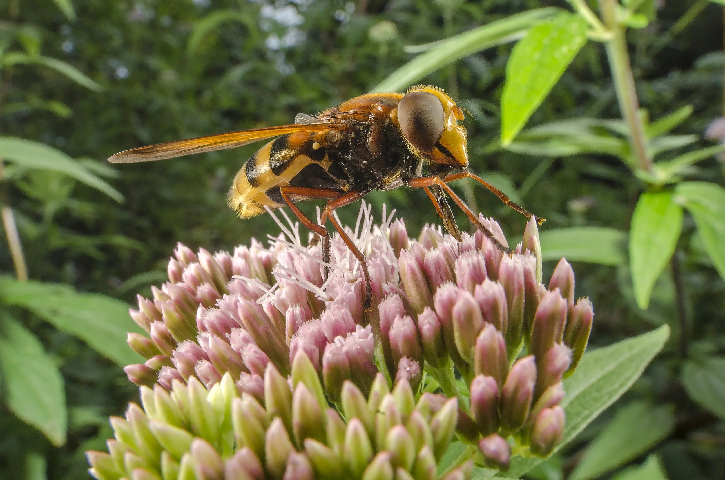 Hornet mimic.jpg